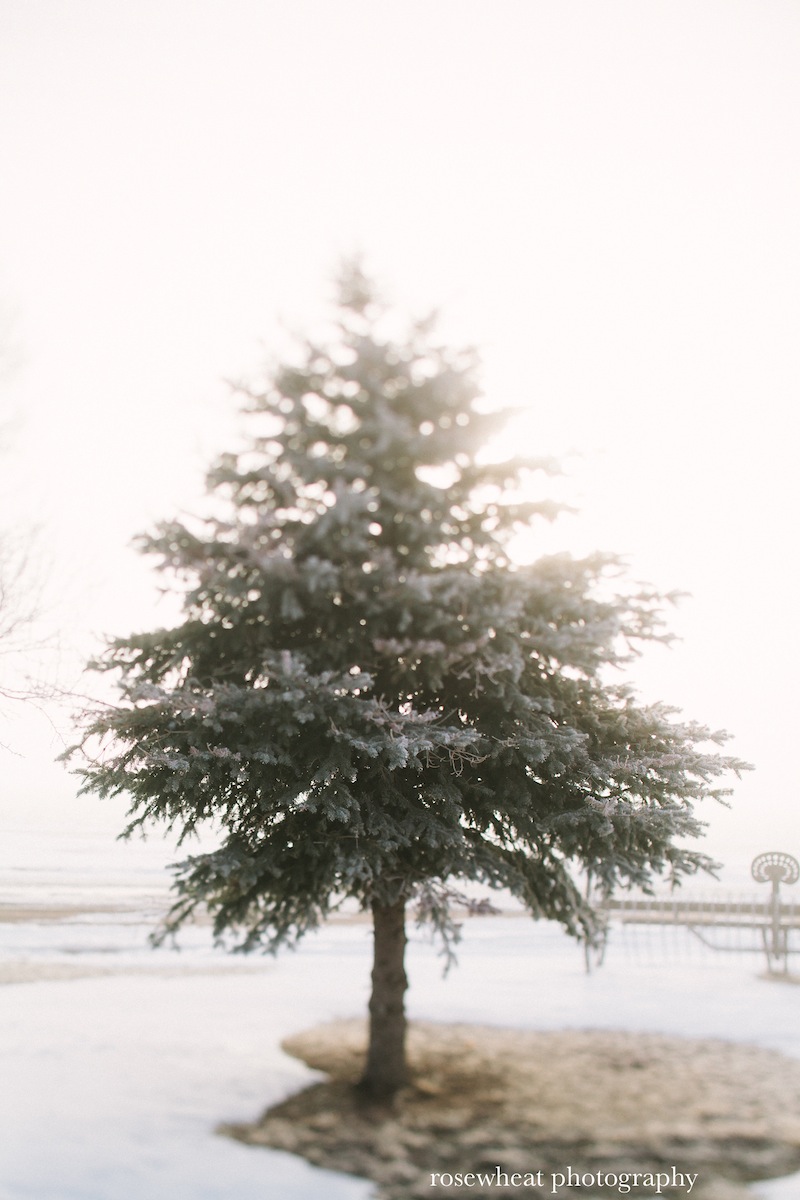 TiltShiftTrees-2.jpg