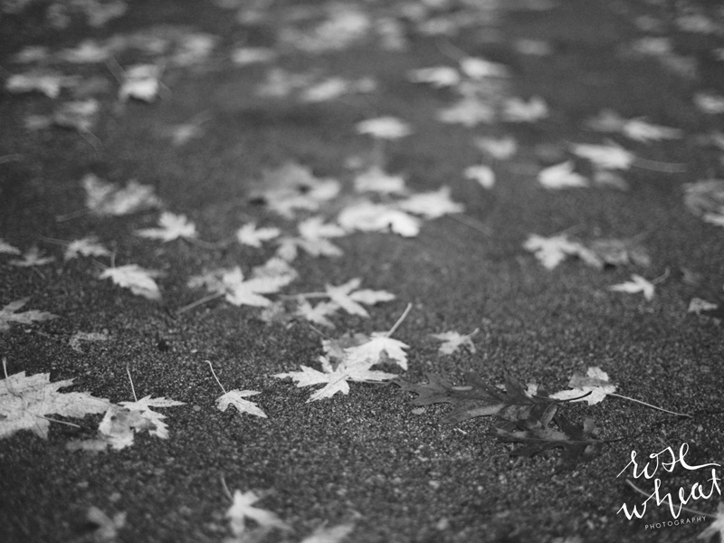 15. mamiya_645_pro_tl_fall_leaves_black_and_white.jpg