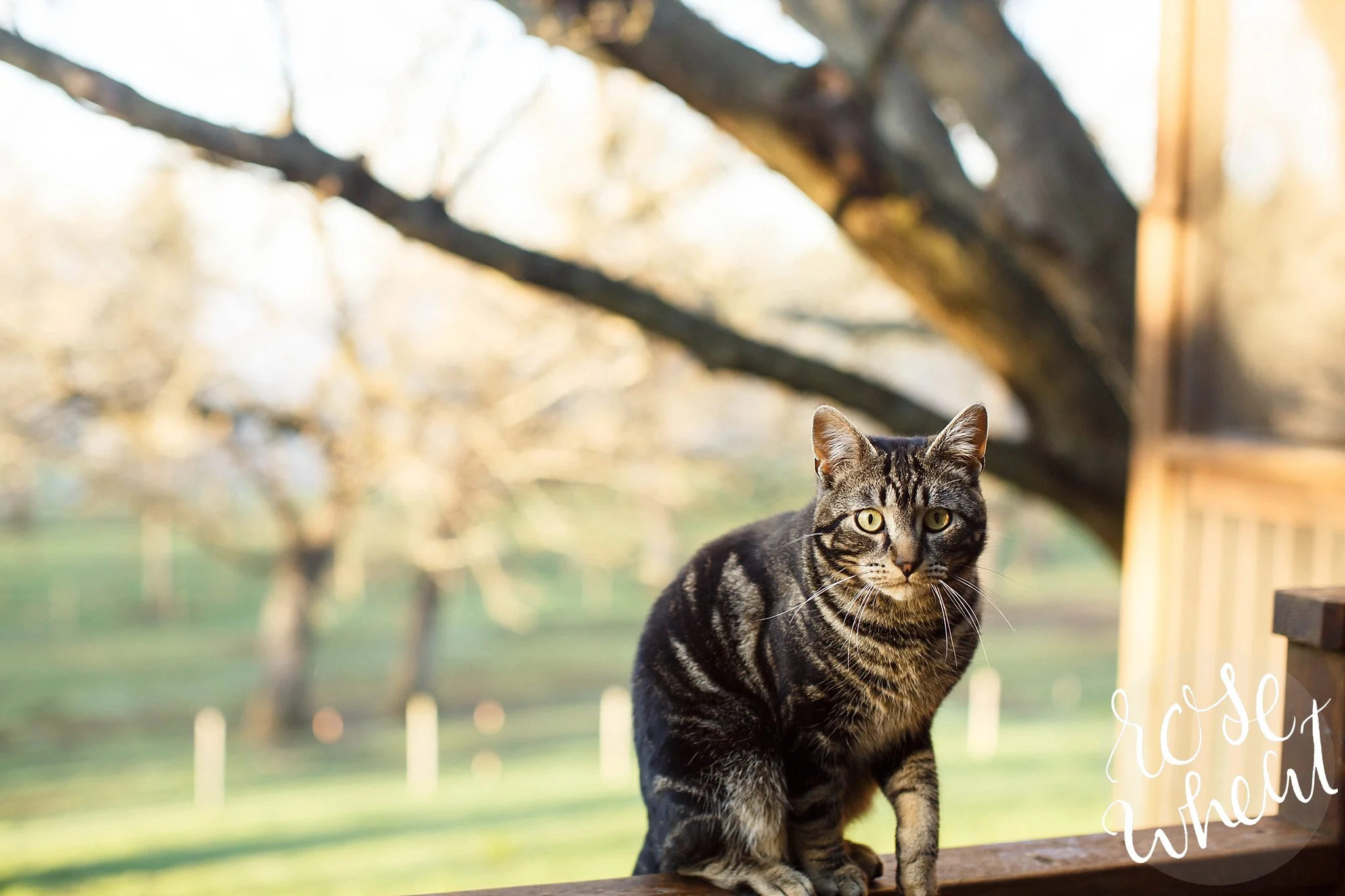 Casey, the proud retriever of mice, and one of Shelley's adored cats!