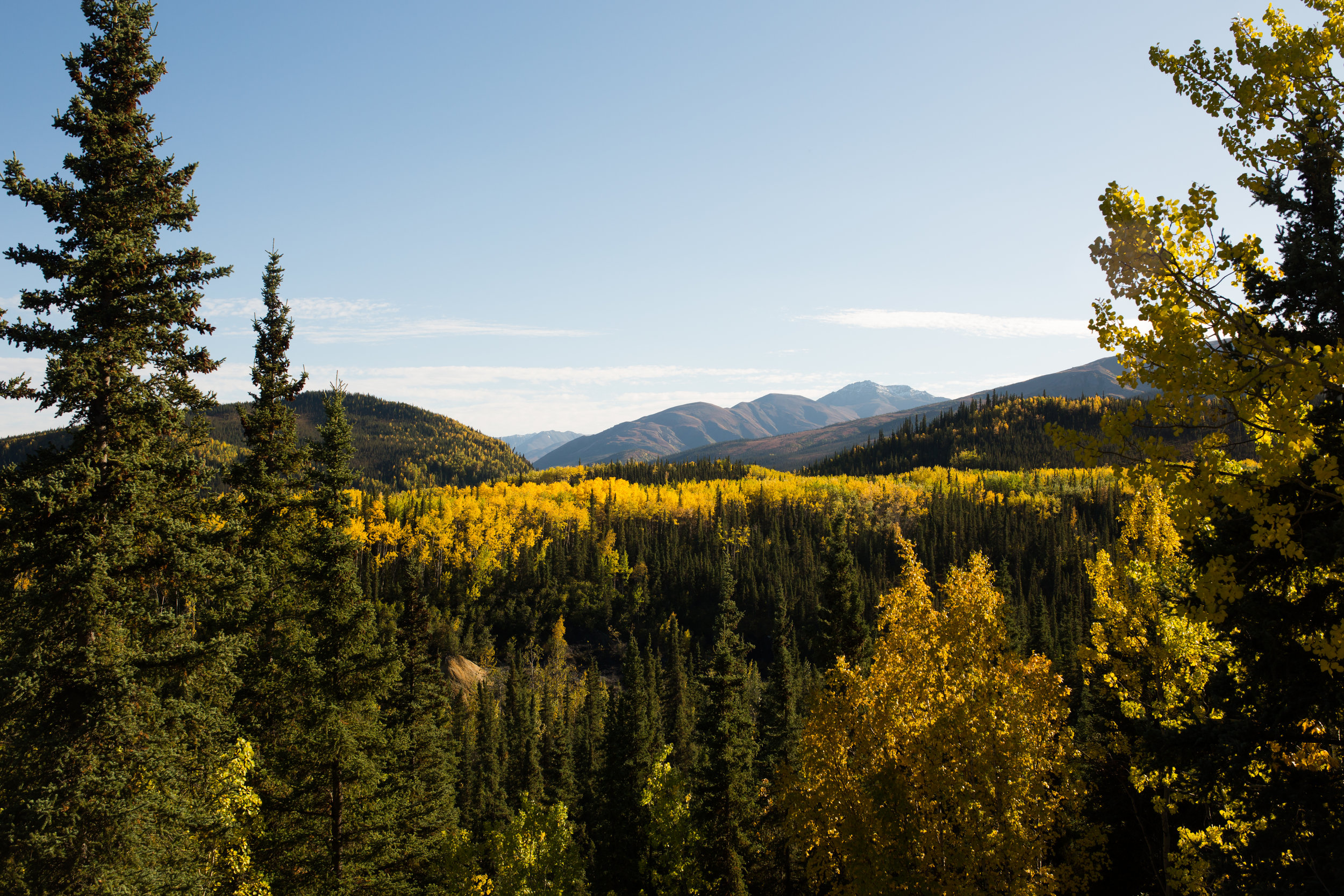 This image was taken September, 10, 2018 in Denali National Park. Fall is pretty amazing in this part of the country!