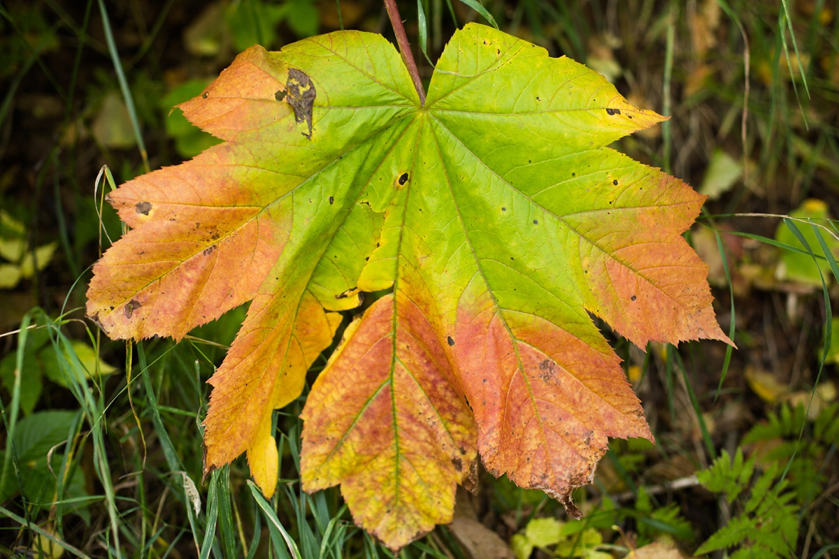 big fall leaf alaska_0003.jpg