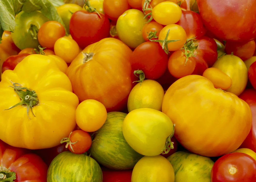 Heirloom tomatoes