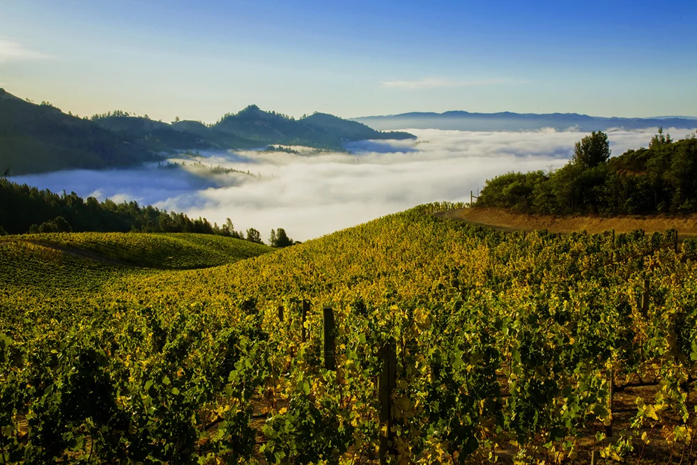 Vineyard photography: Fog rolling out