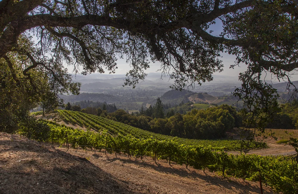 Mountainside vineyard photography