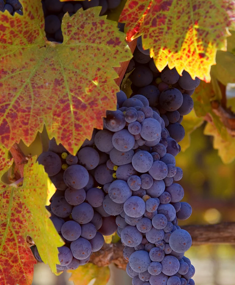 Zinfandel