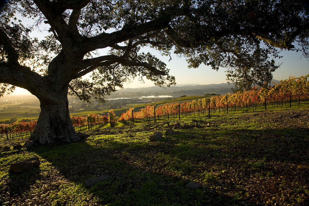 Oak tree above the Napa River