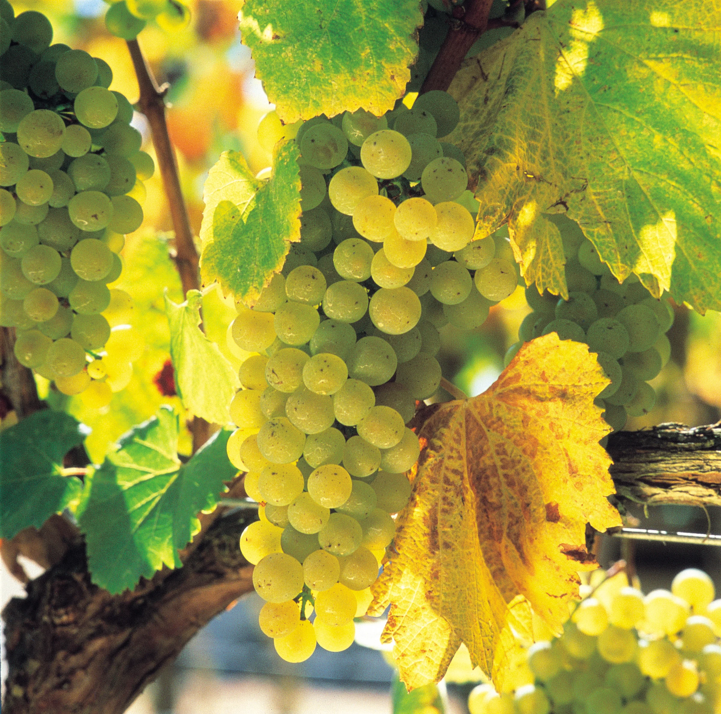 Chardonnay grapes