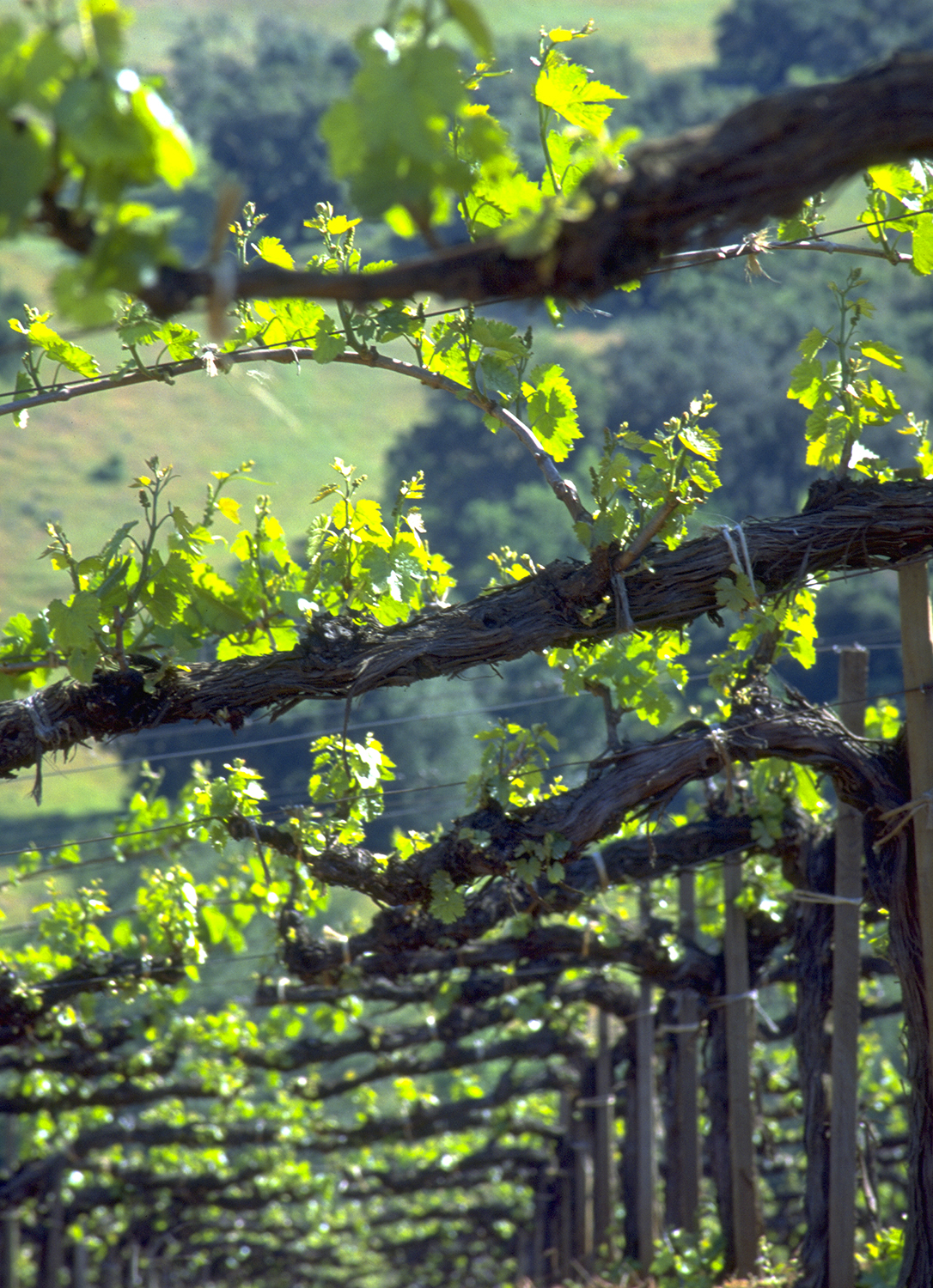 Budding vines