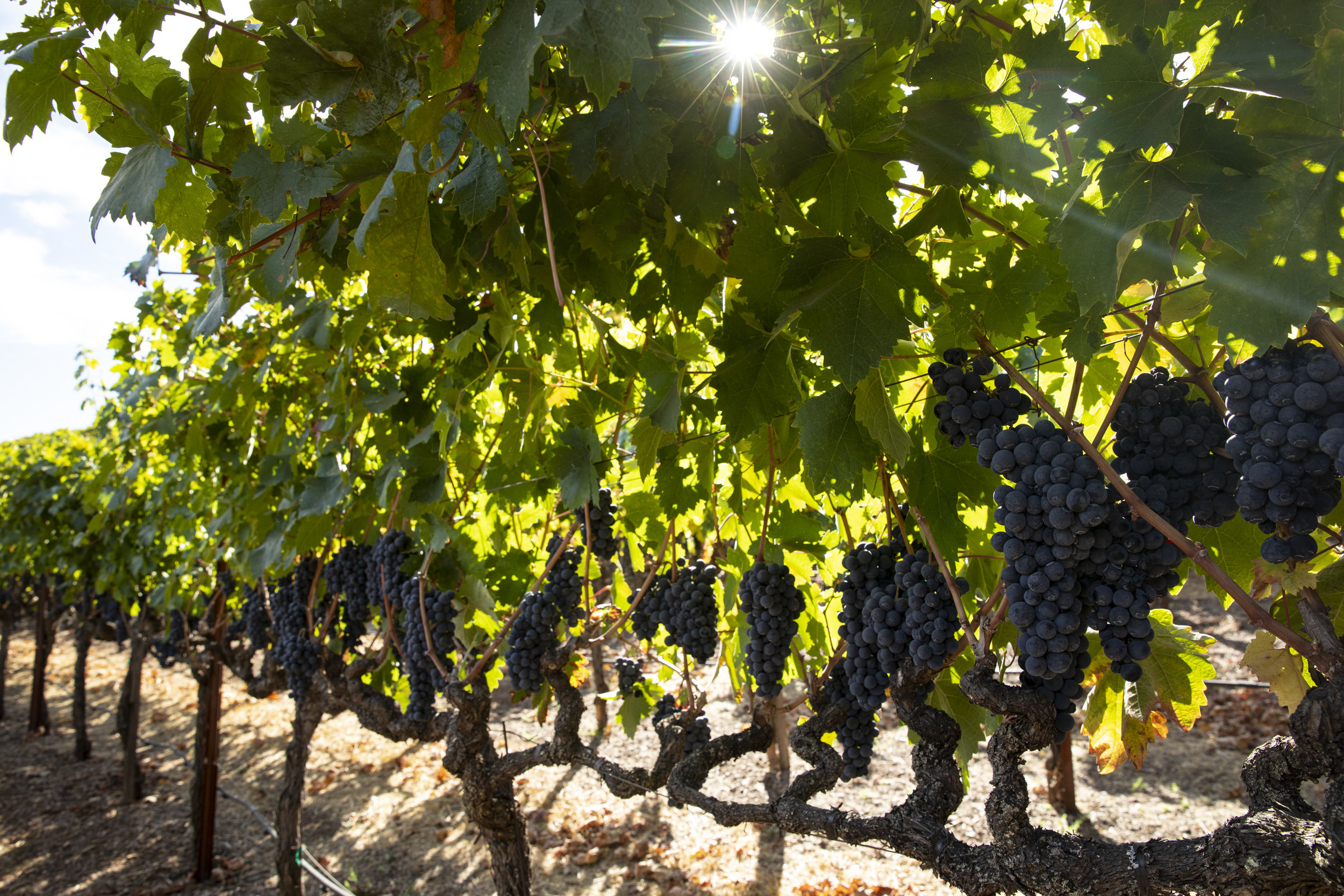 Zinfandel Grapes