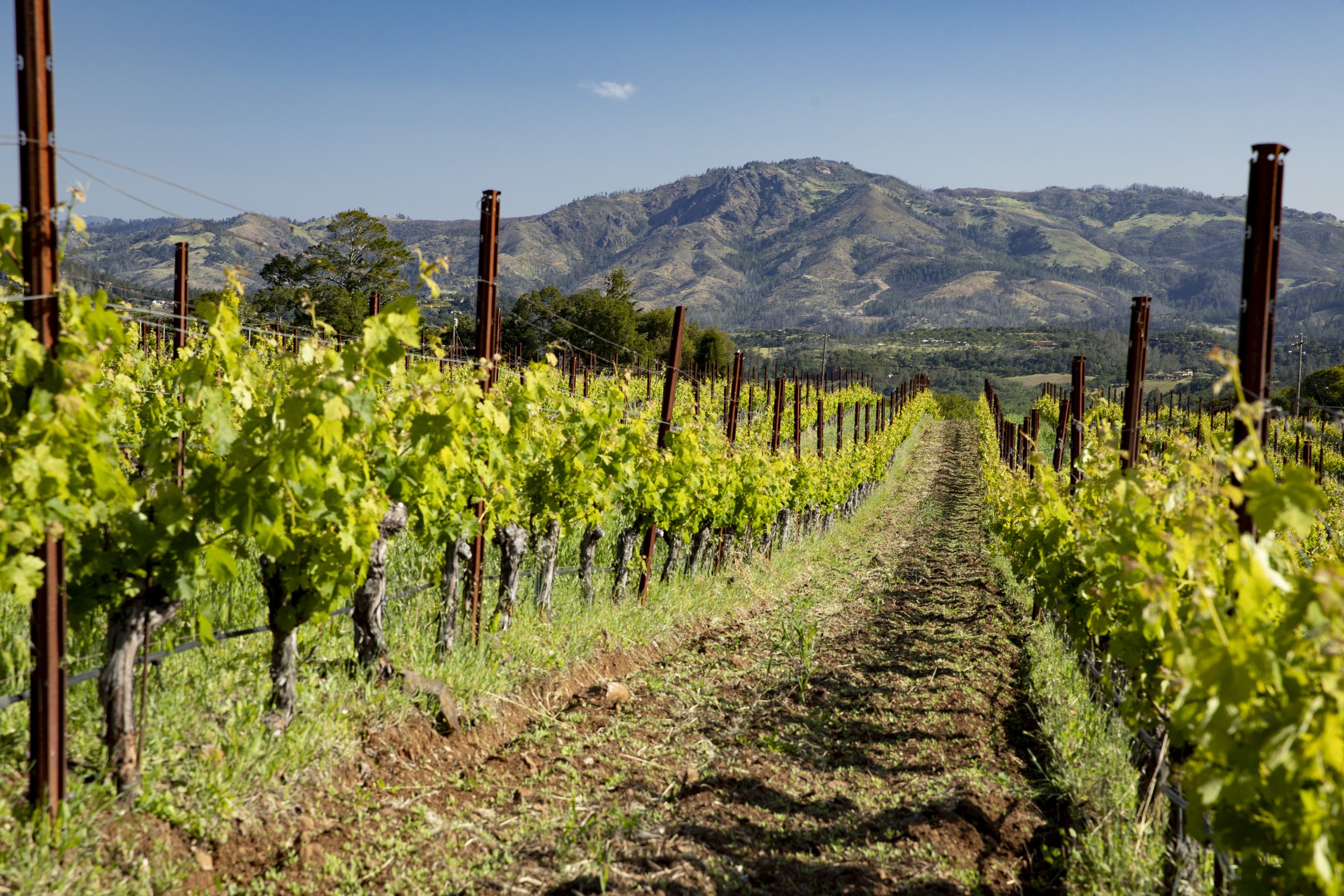 Laurel Glen Vineyards