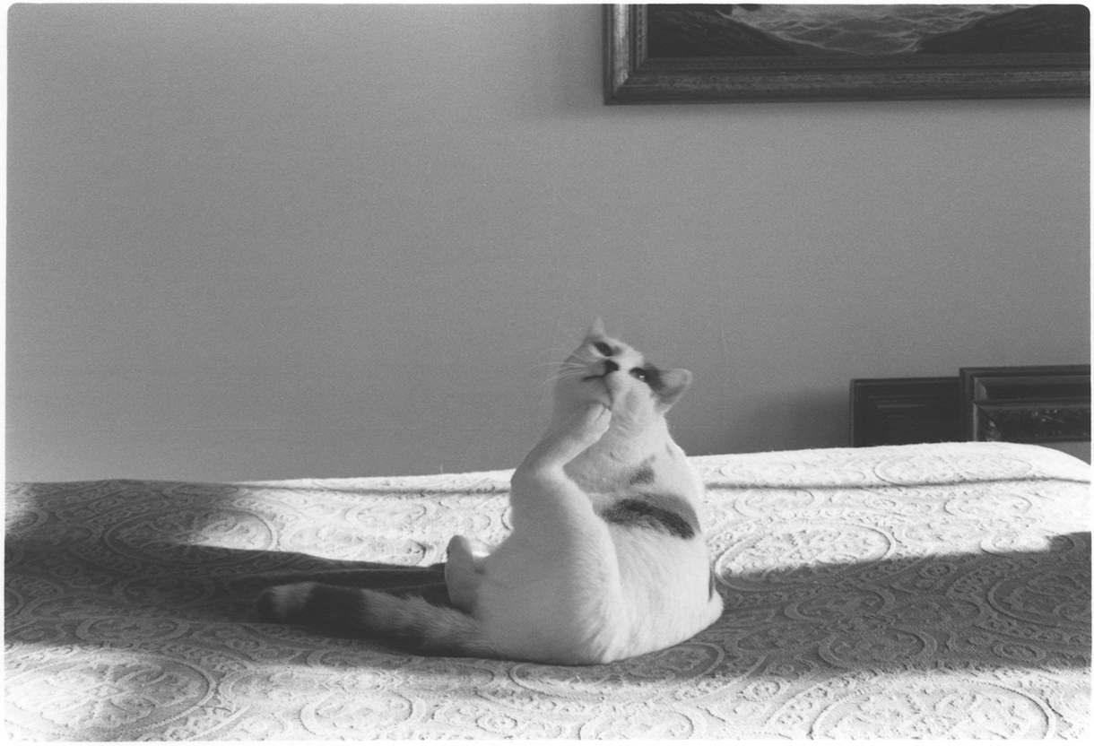 Tone Poem No. 29 Gelatin Silver Fiber Print 4 x 2.5 inches, Edition of 5 2015