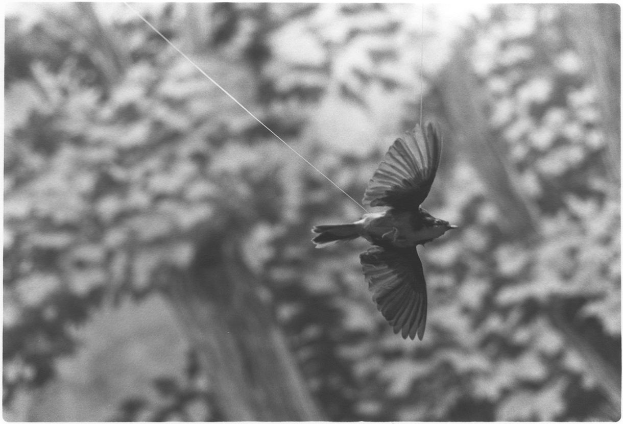 Tone Poem No. 33 Gelatin Silver Fiber Print 4 x 2.5 inches, Edition of 5 2015