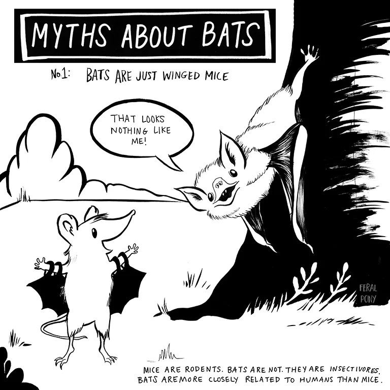 mythsaboutbats_1web.jpg