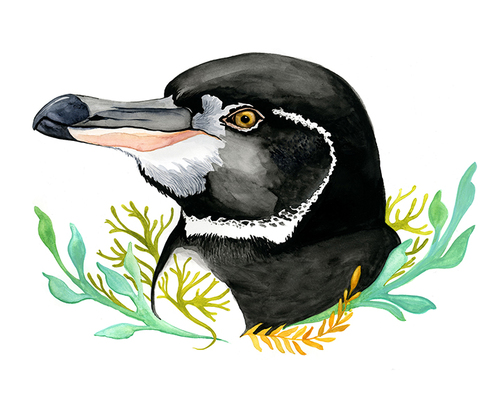 Galapagos Penguin