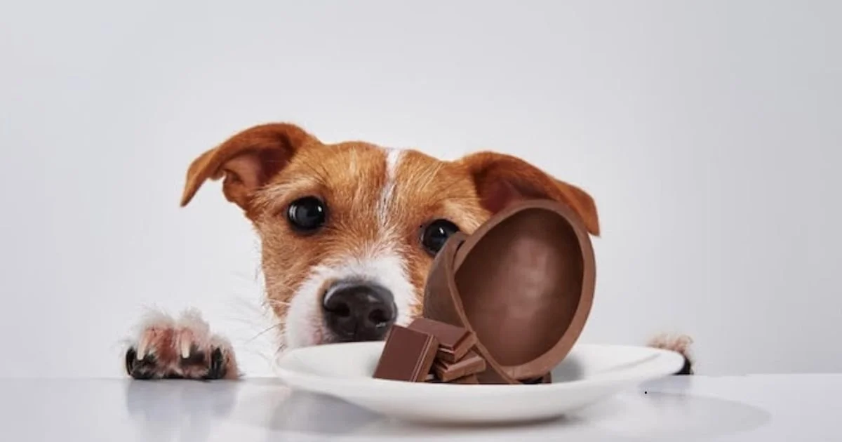 Páscoa pode ser fatal para pets