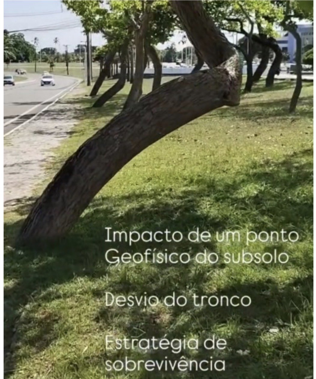 Geobiologia no Paisagismo: a paisagem como campo ativo - Coluna Geobiologia por Thais Ayres