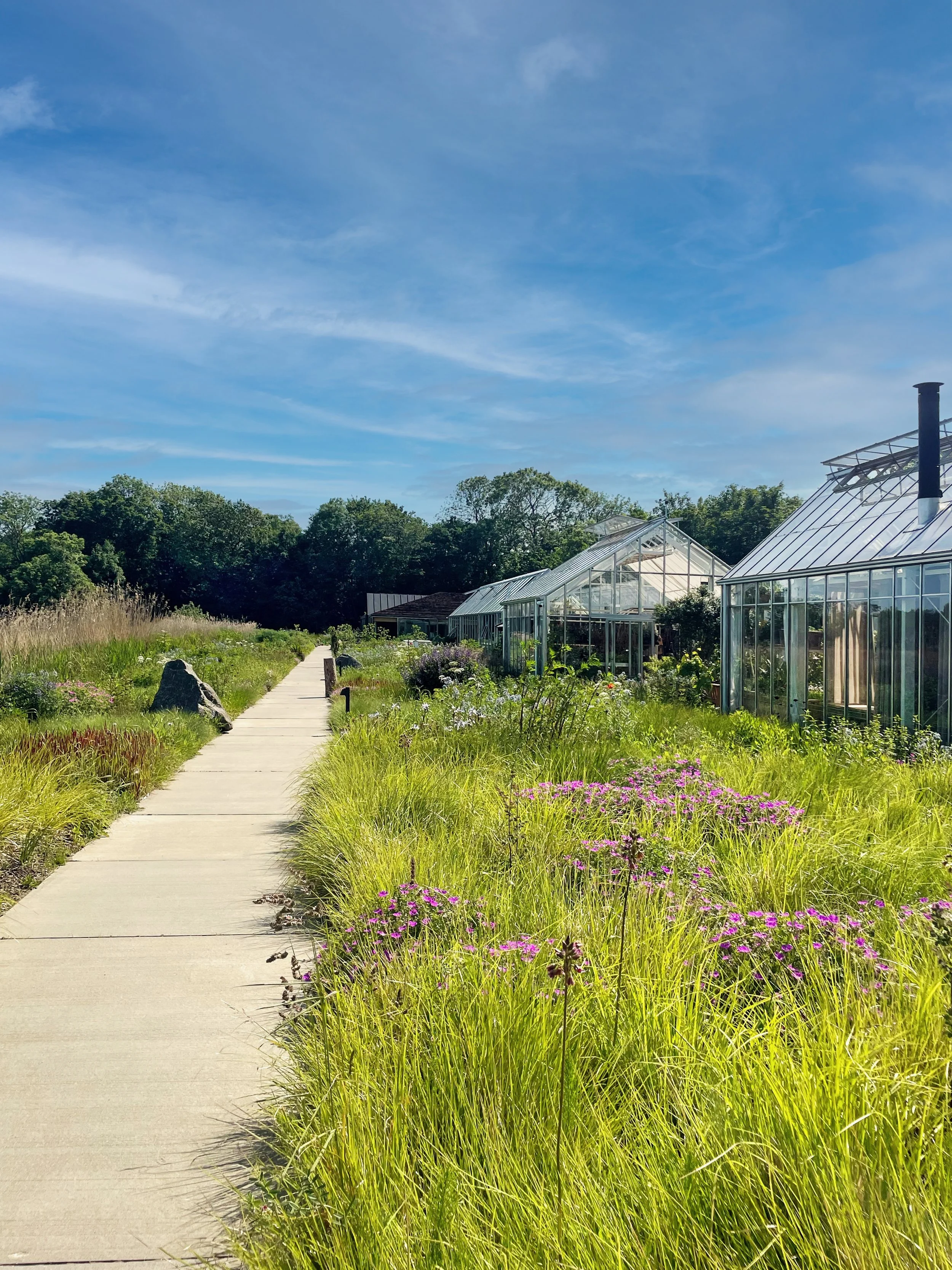 A concrete pathway through a lush green garden with purple flowers, leading to glass greenhouses under a blue sky with some clouds.