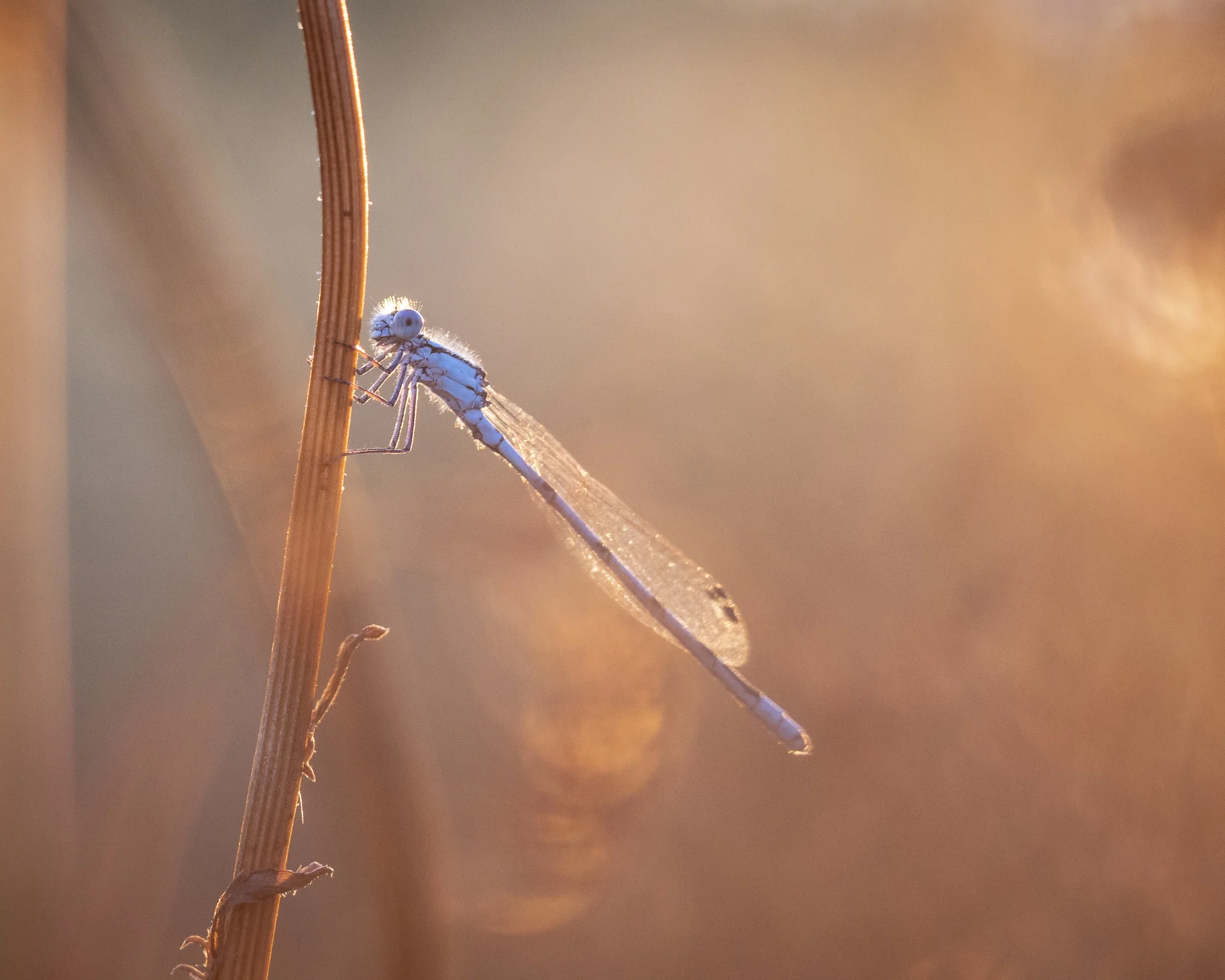 damselfly-1.jpg