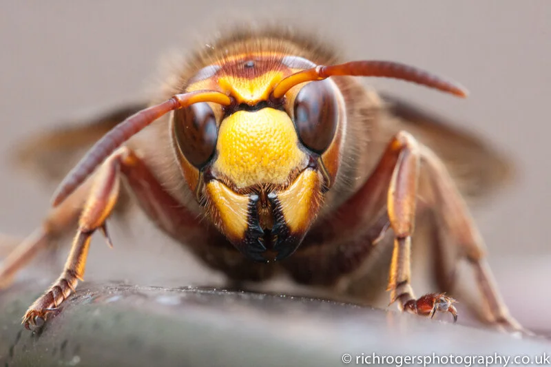 Vespa_crabro.jpg