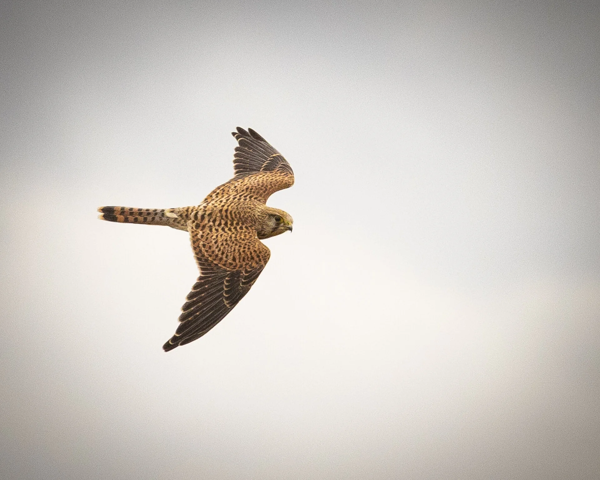 kestral-1.jpg