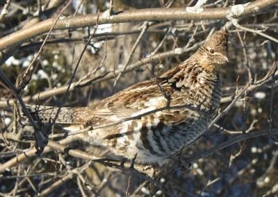 grouse_3.jpg