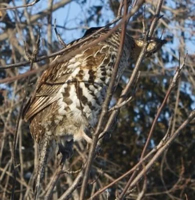 grouse_1.jpg