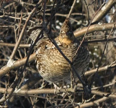 grouse_2.jpg