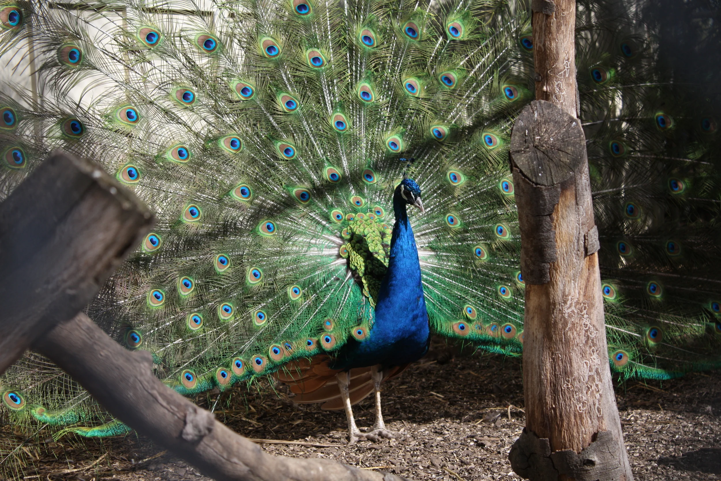 peacock.JPG