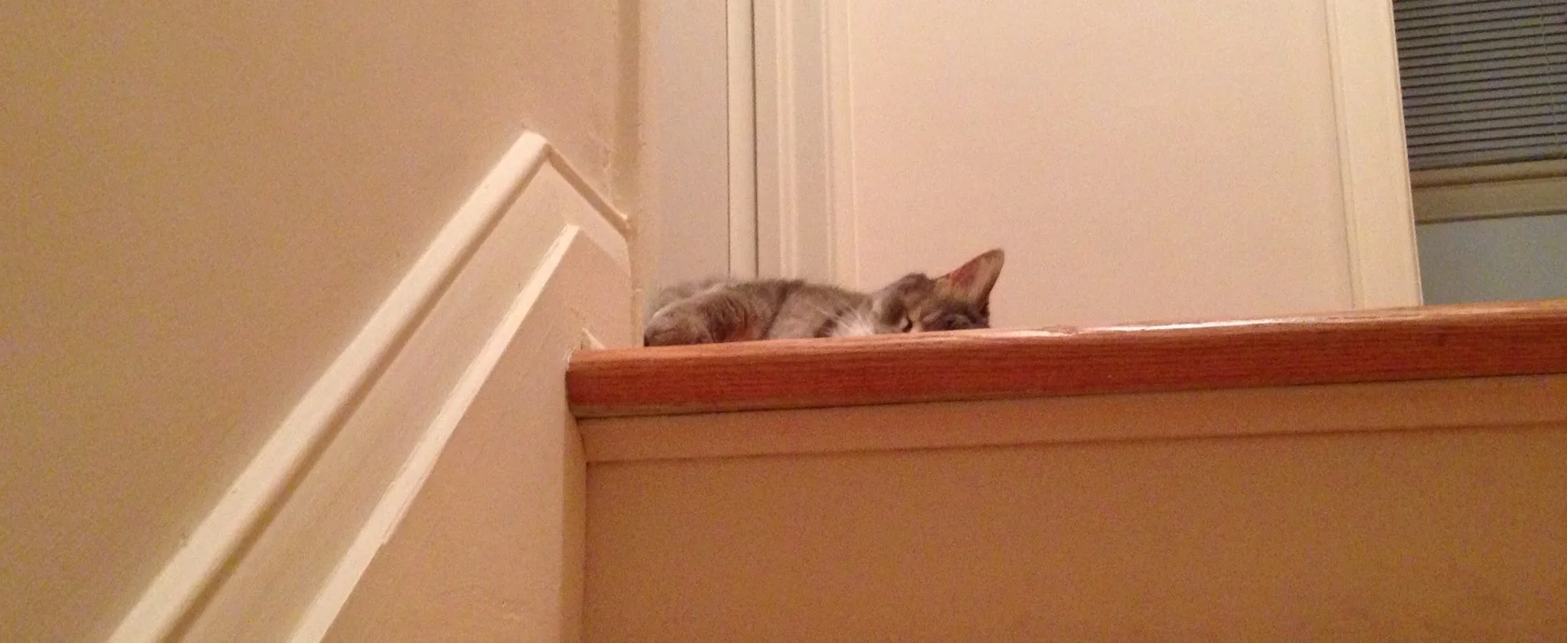 hint-of-cat.jpg