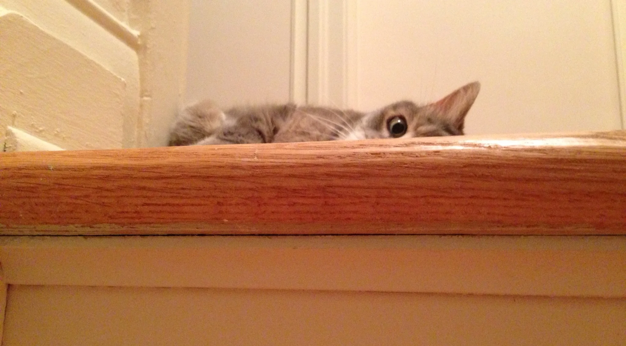 wake-up-cat.jpg