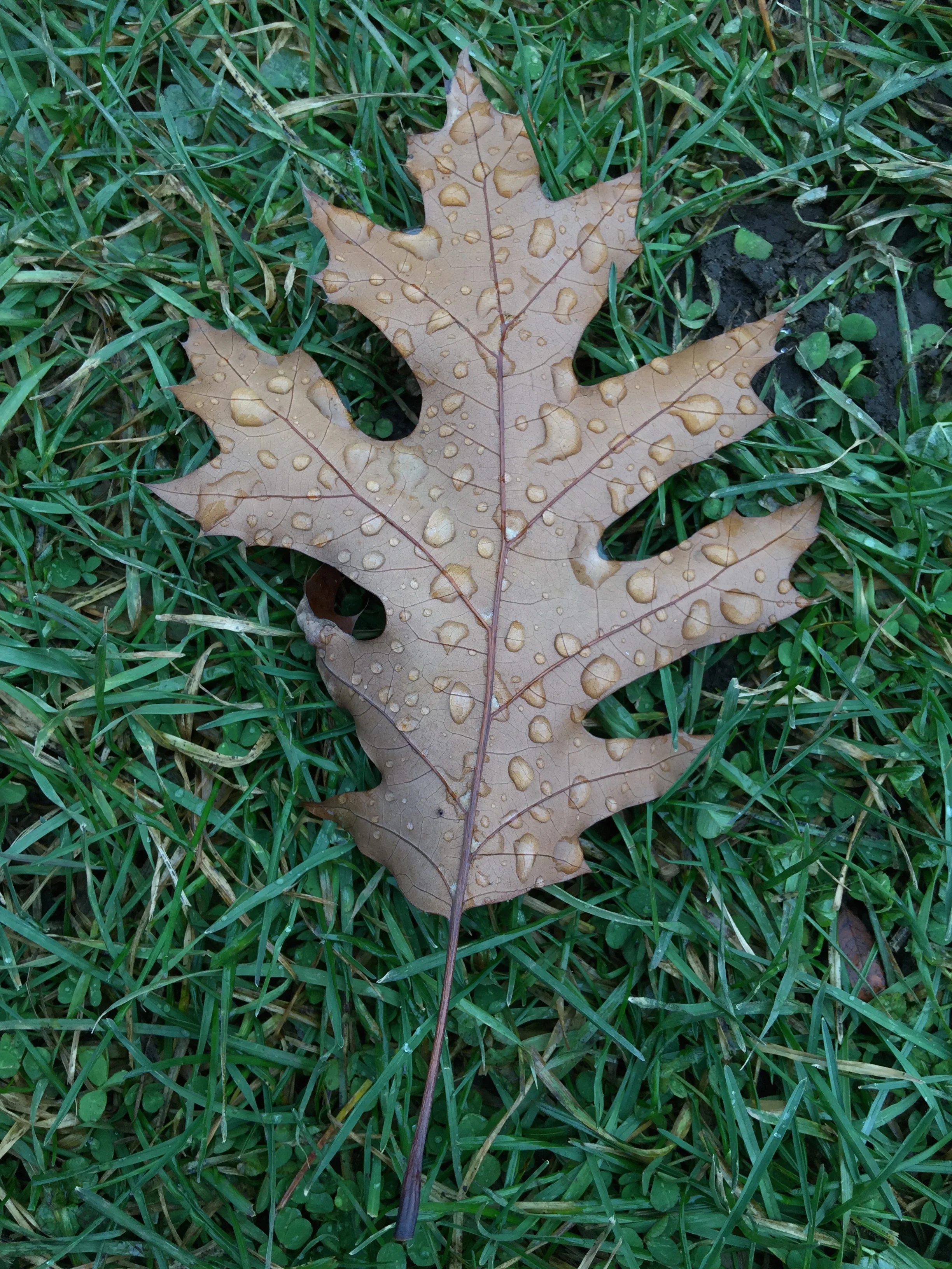 A Musical Meditation Hour