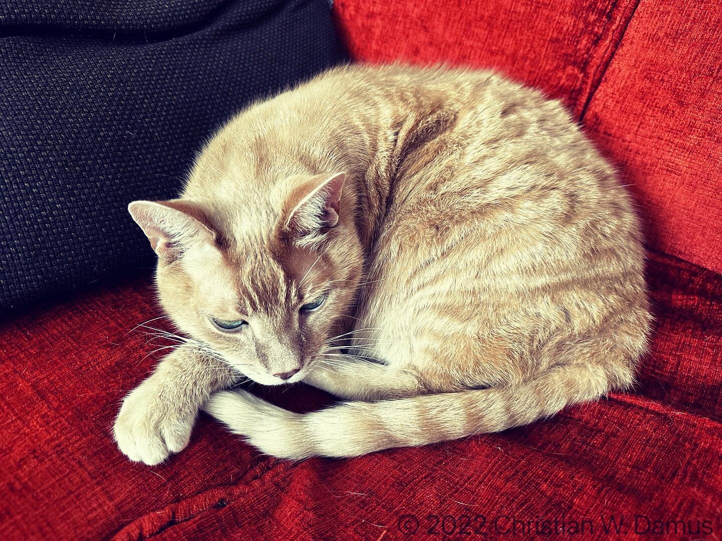 I&rsquo;m not the only one having a  relaxing holiday break.

#cat #catsofinstagram #red #couch #pet #petstagram #catstagram #holiday