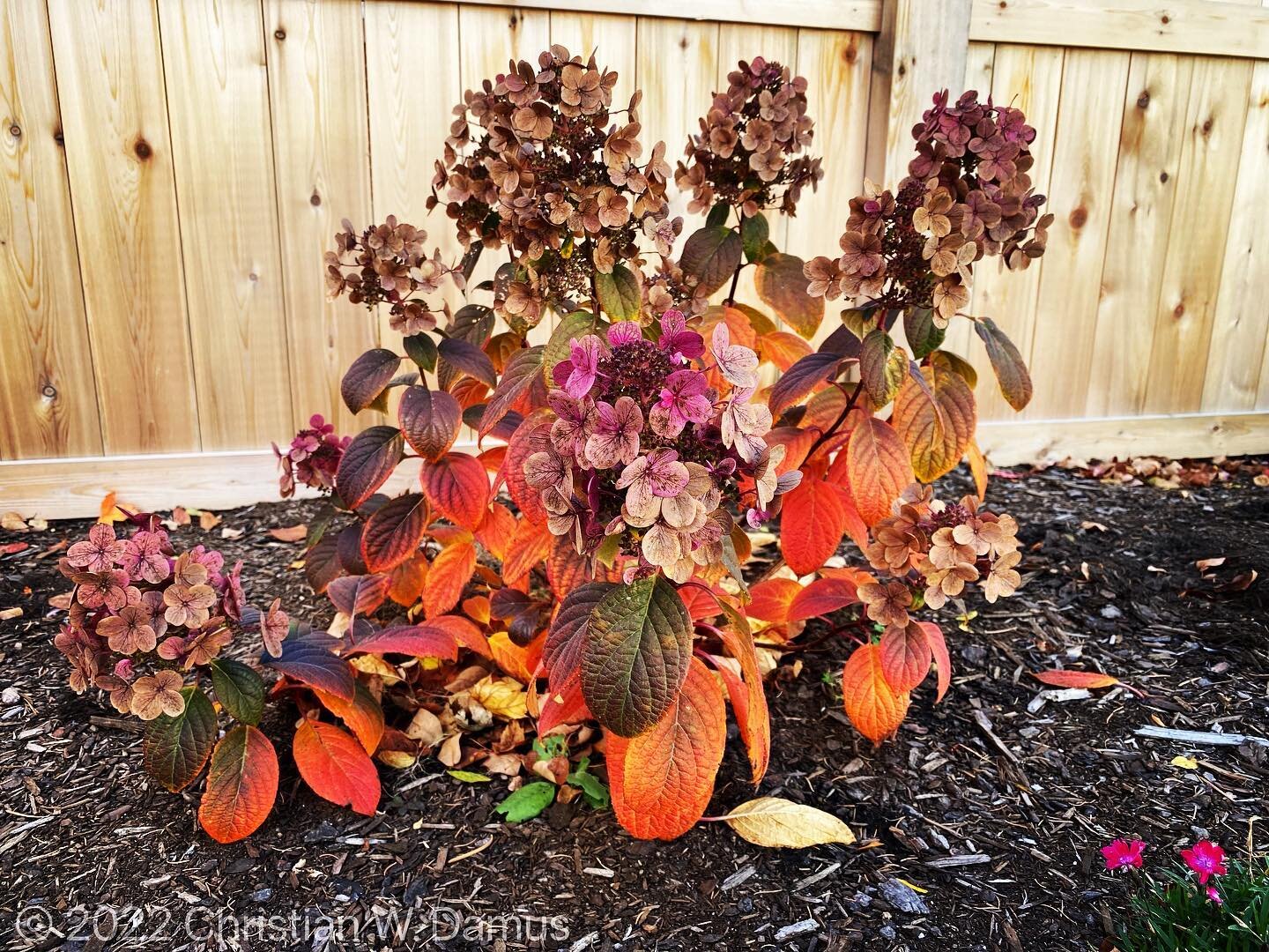 I did not expect my hydrangea to be quite such an autumn beauty!

#naturegram #flowers #autumn #color #colour #surprise