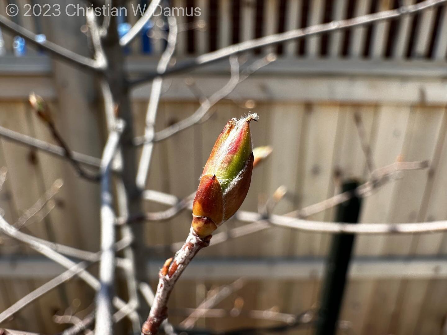 Now this looks like #spring. Leaf bud on the serviceberry tree.

#nofilter #nature #tree #leaf #bud #naturegram