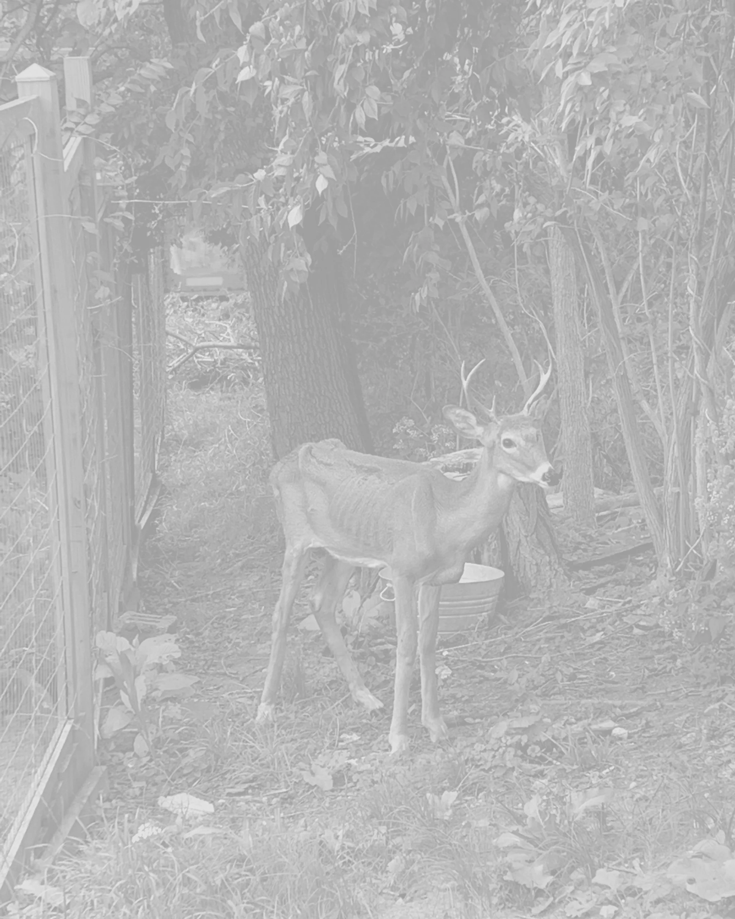 A young deer with small antlers standing in a backyard next to a wooden fence and trees.