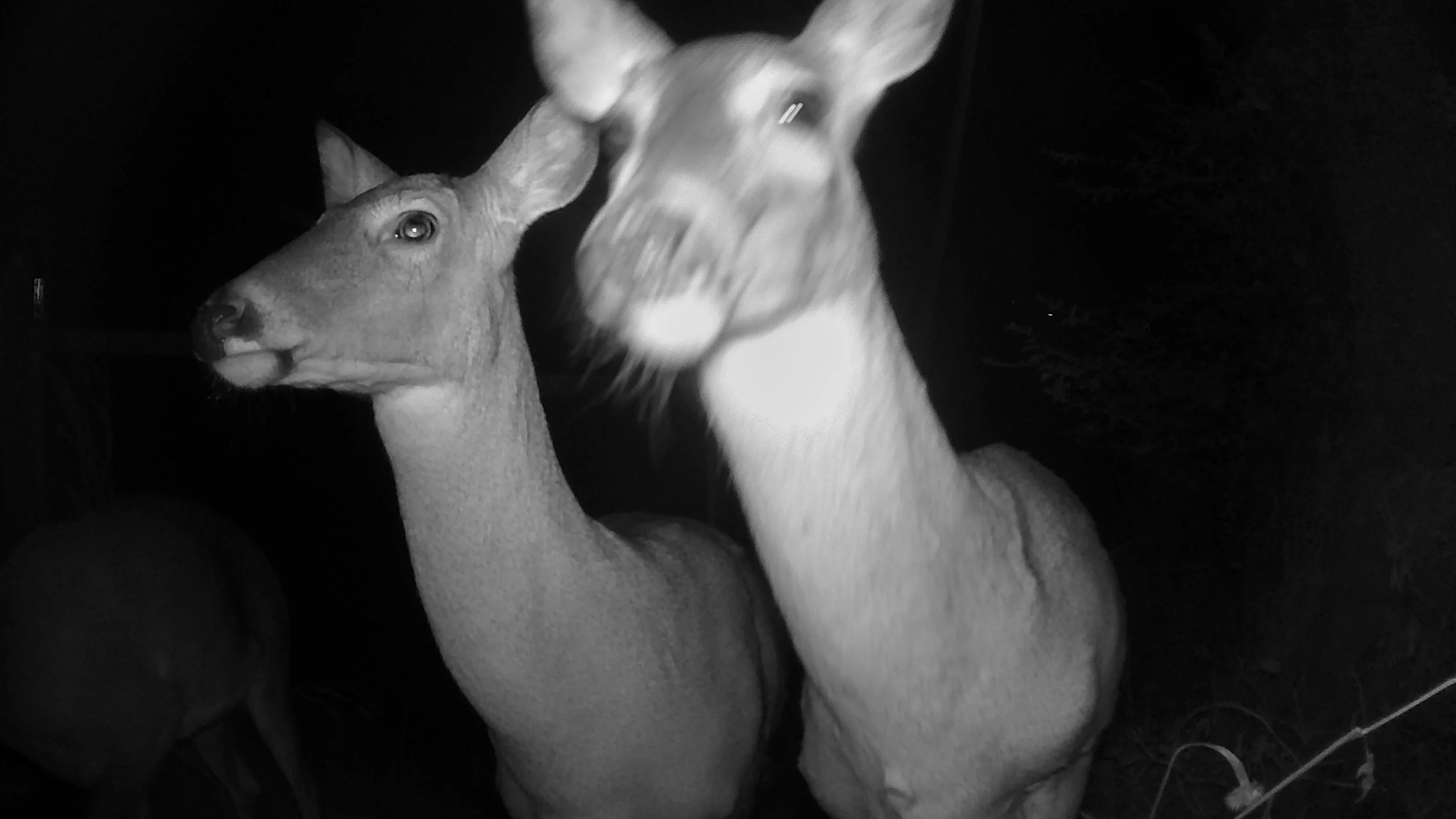Two young deer, possibly fawns, stand close together at night, with one slightly blurred due to movement, captured by a night-vision camera.