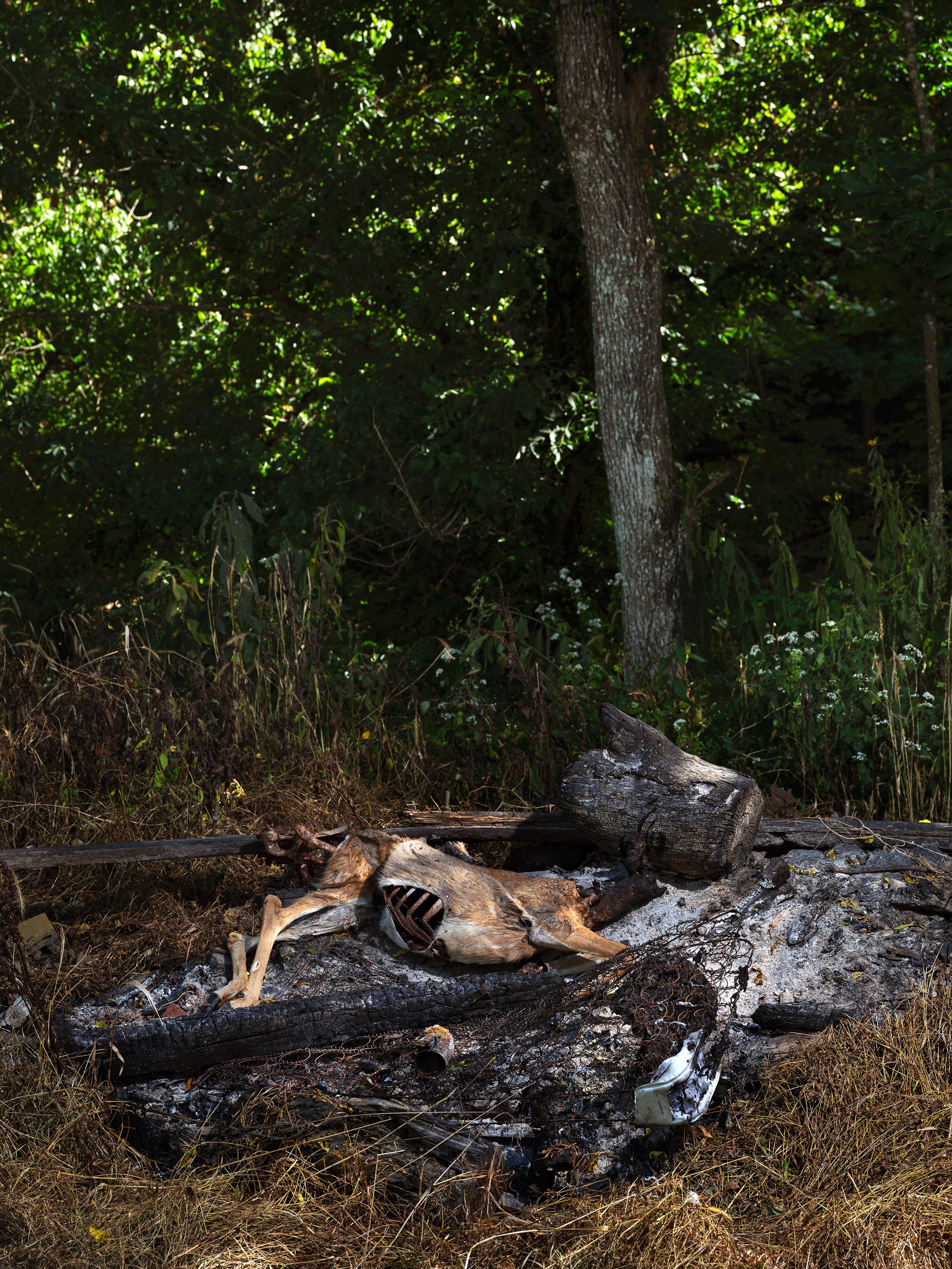 2023-09-19-corpsedeer103.jpg