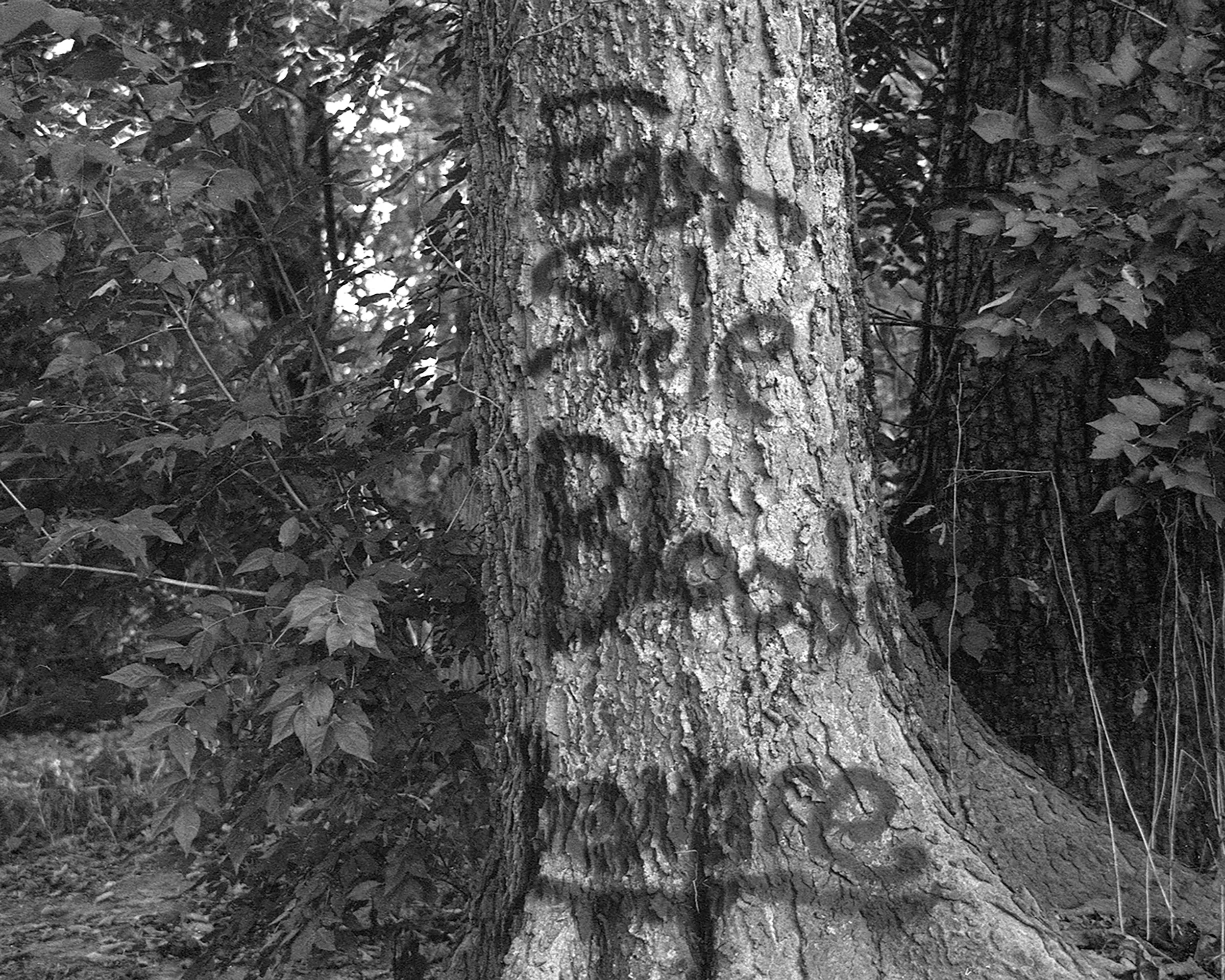 A large tree with distinctive bark surrounded by leafy bushes.
