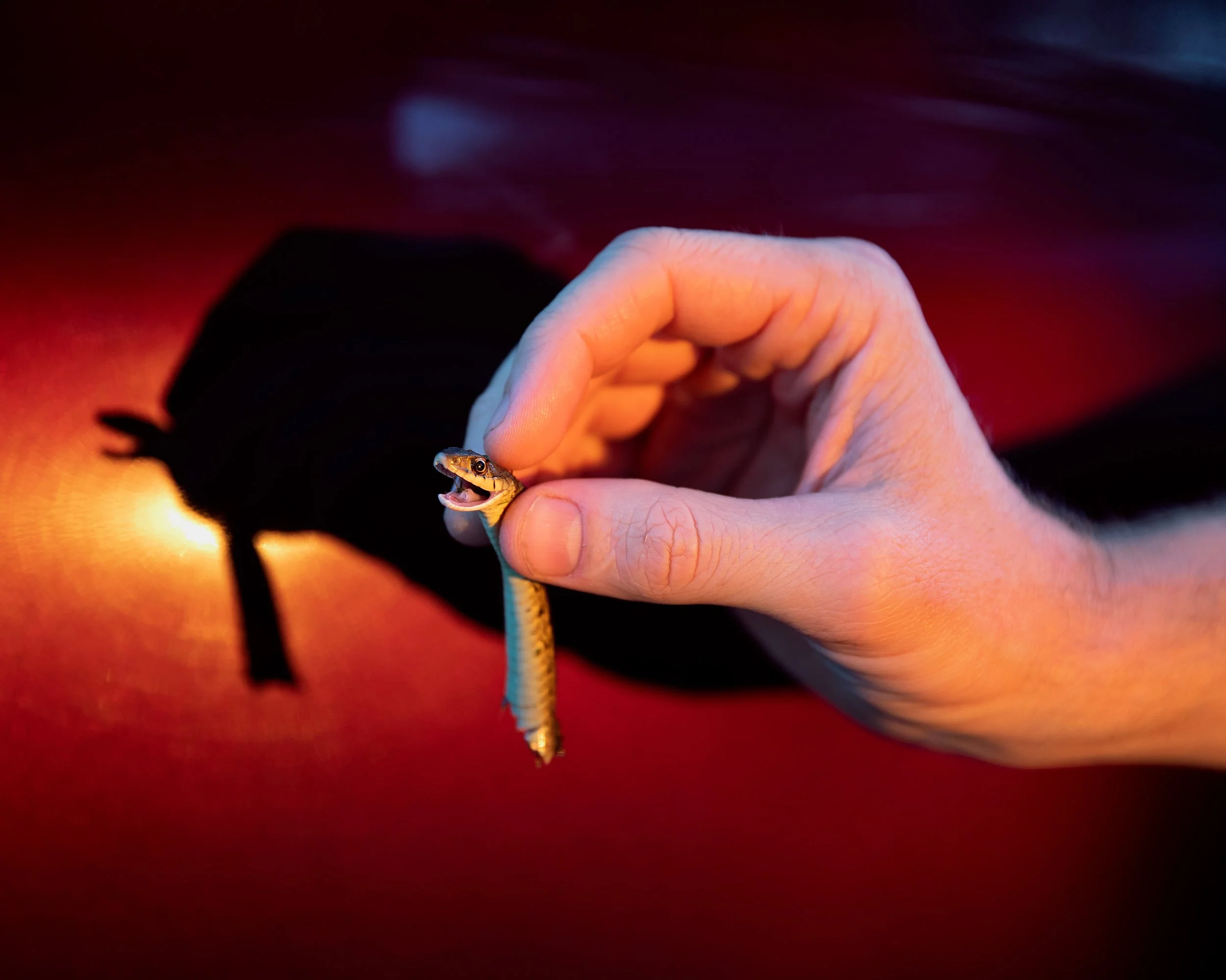 A hand holding a small snake with its mouth open, casting a shadow on a red and black background.