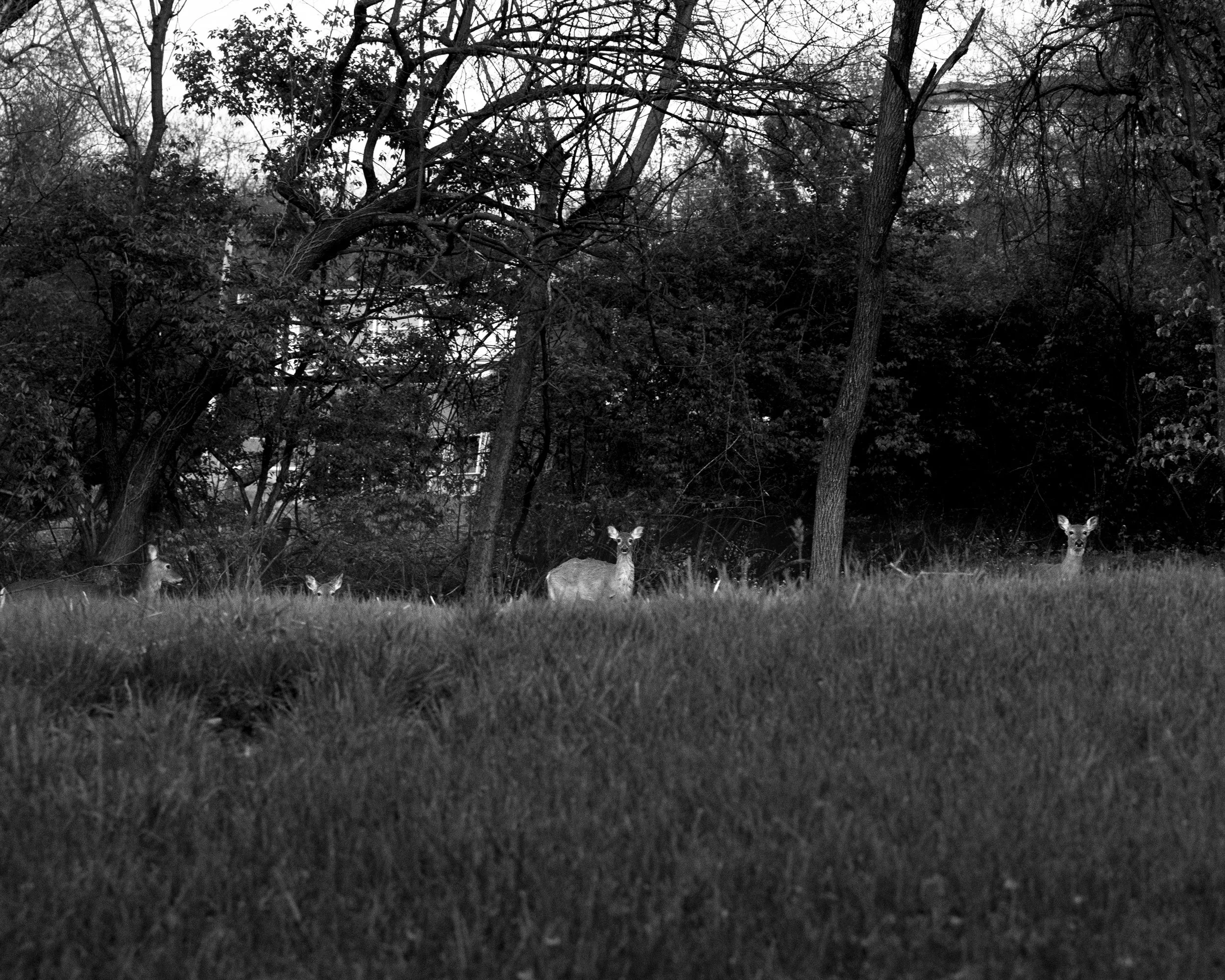 Black and white photo of a forest clearing with trees and bushes, with four deer visible in the background