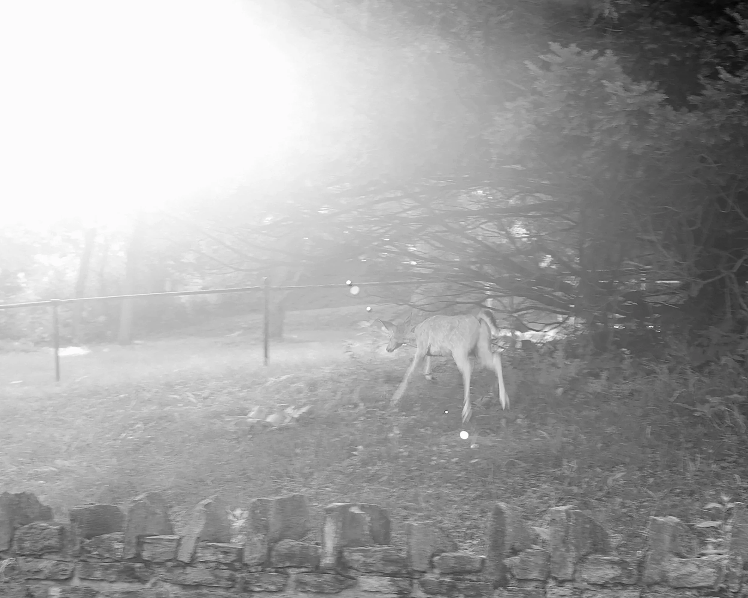 A young deer standing in a grassy area near a stone fence, with trees in the background and bright sunlight overhead.