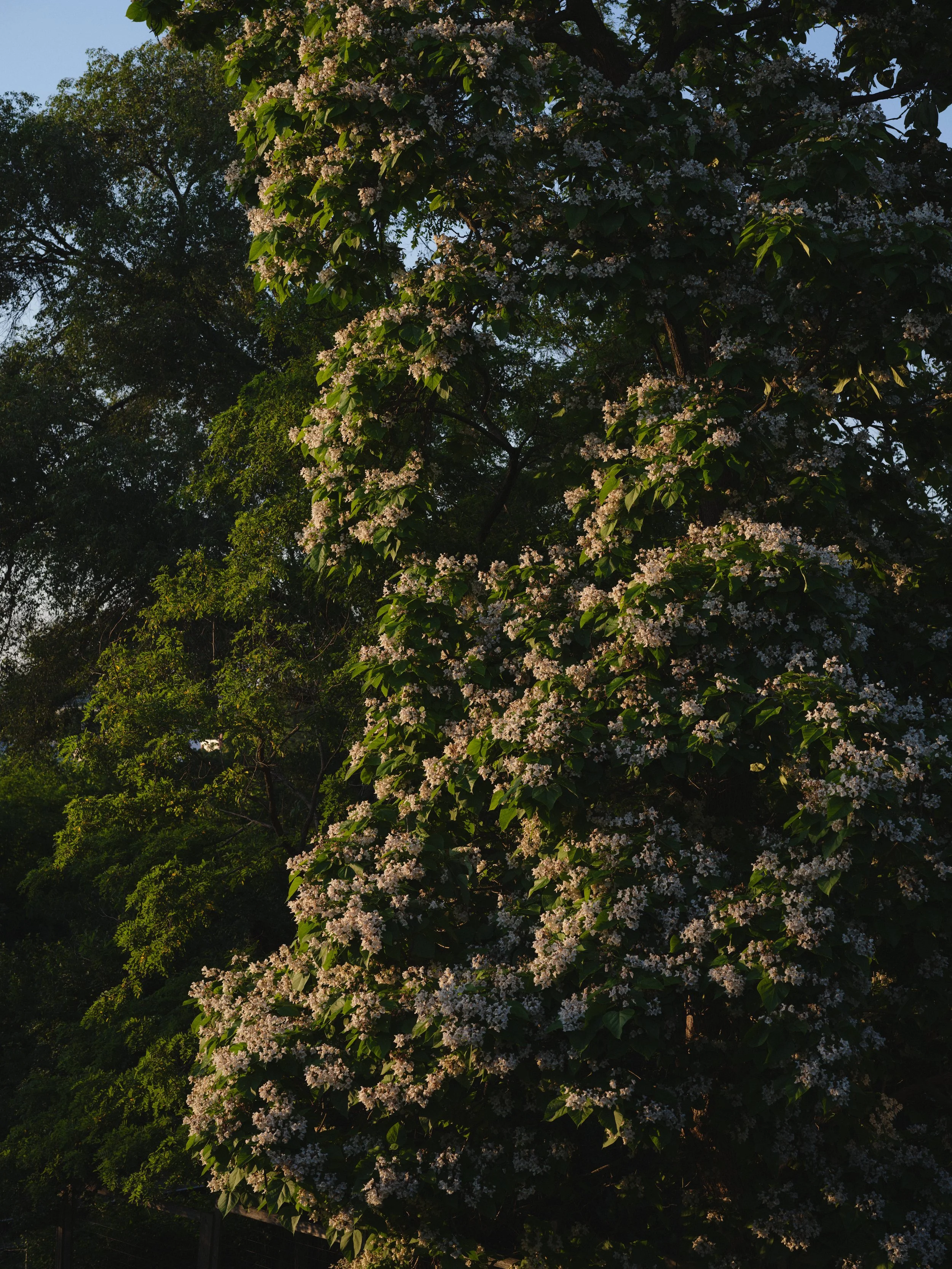 2026-0515-Deer-Flowers-41.jpg