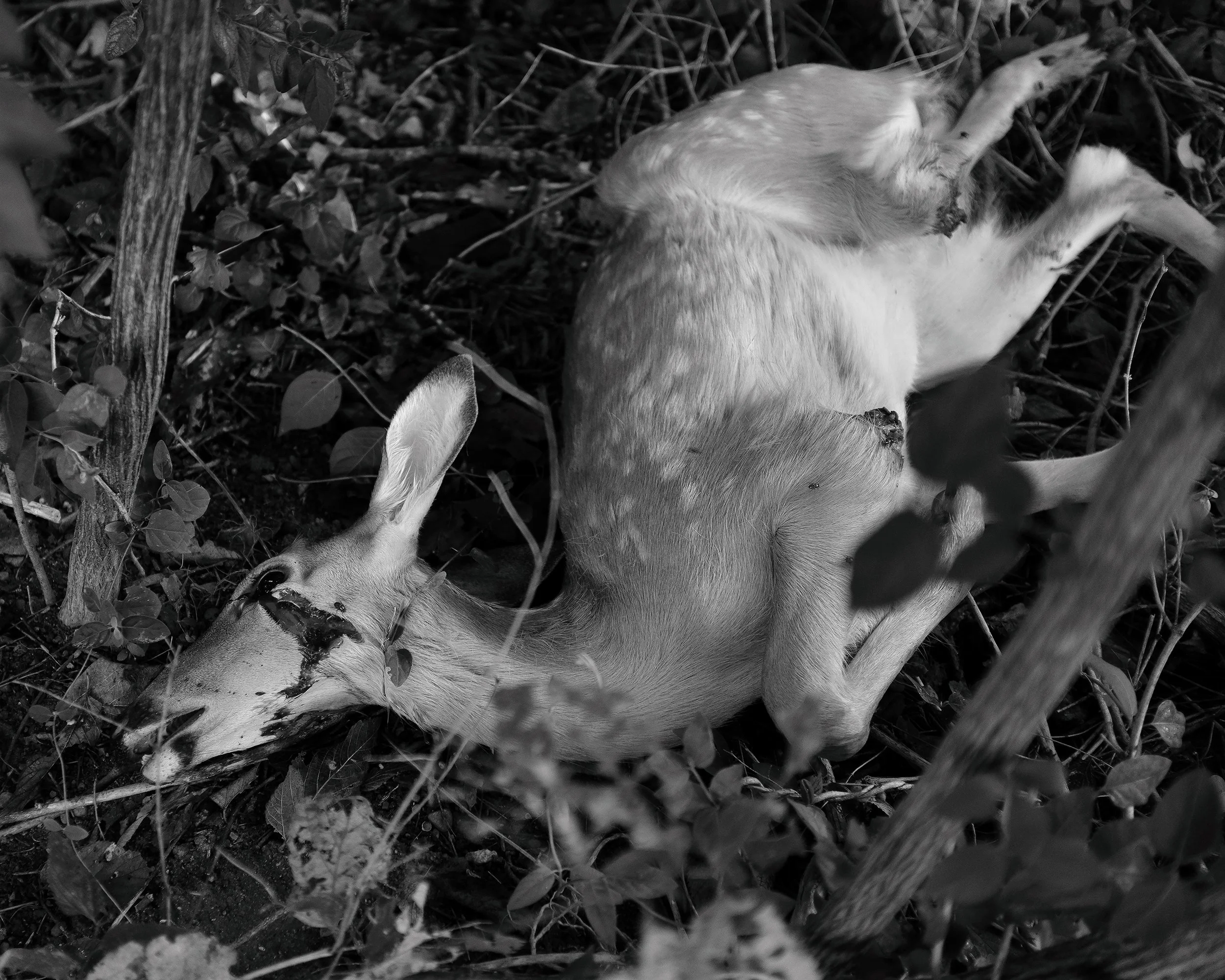 A dead animal lying on the ground among leaves and branches.