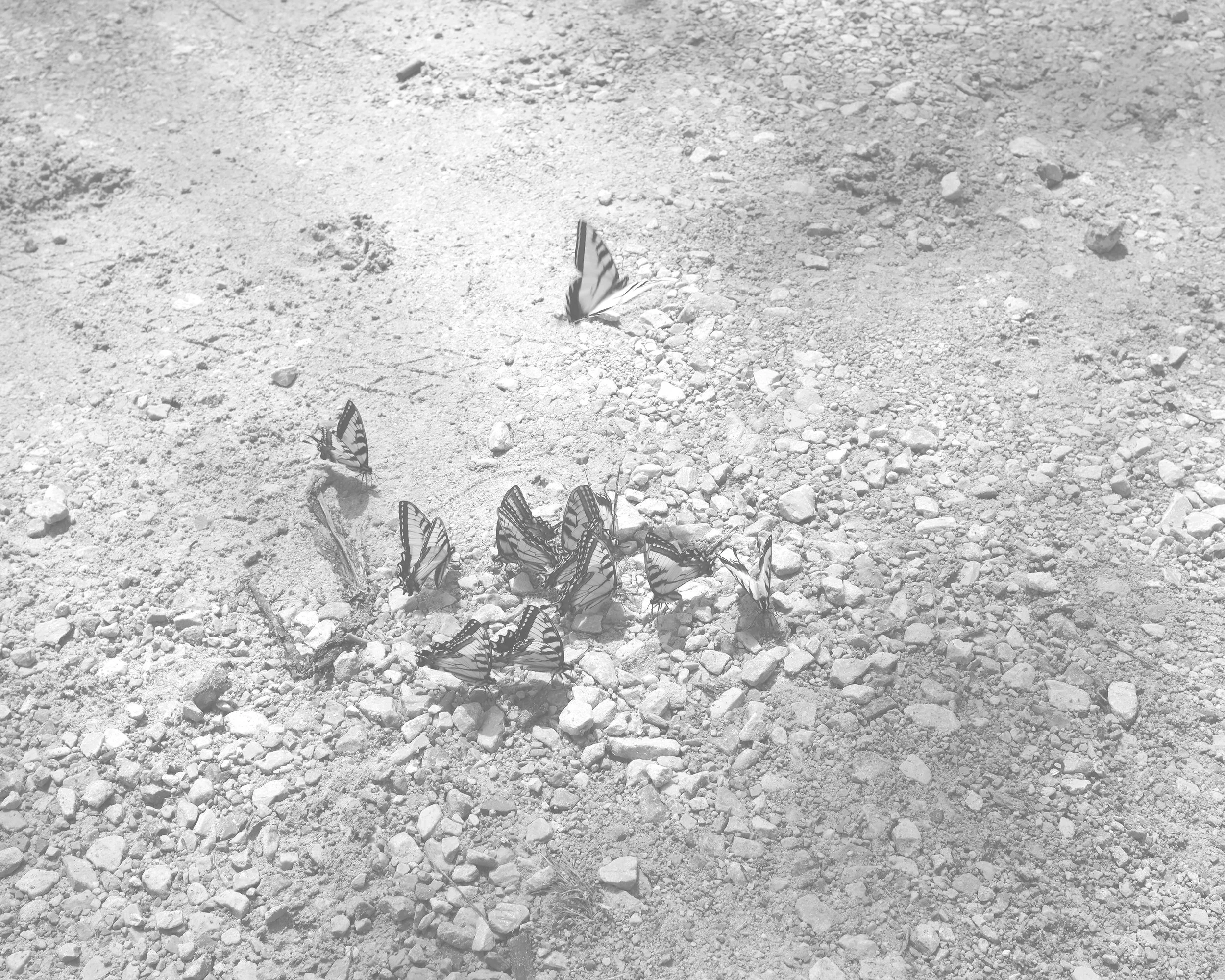 A group of butterflies on rocky ground, some resting and some flying.