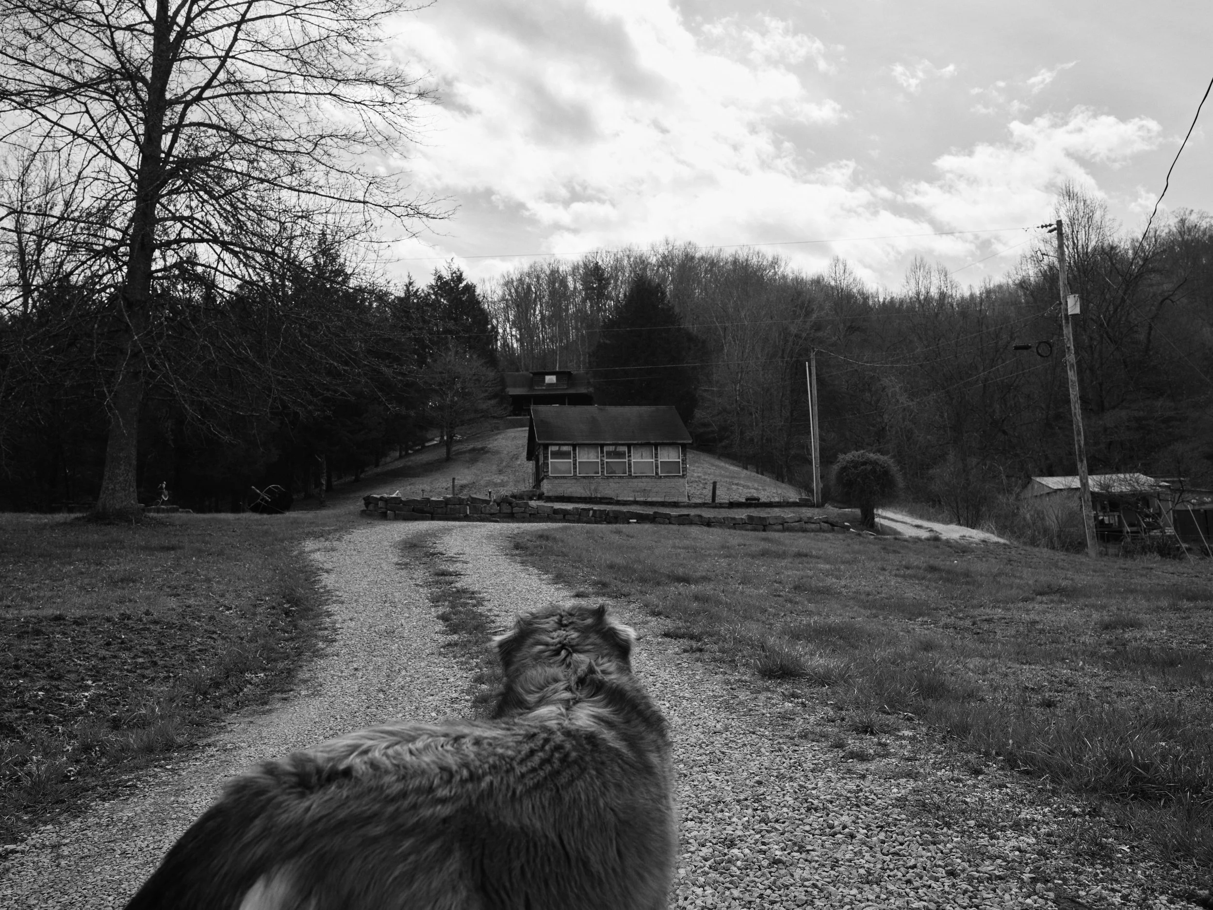Black and white photo of a large dog sitting on a gravel driveway on a hillside with a house in the background, trees, and telephone poles.