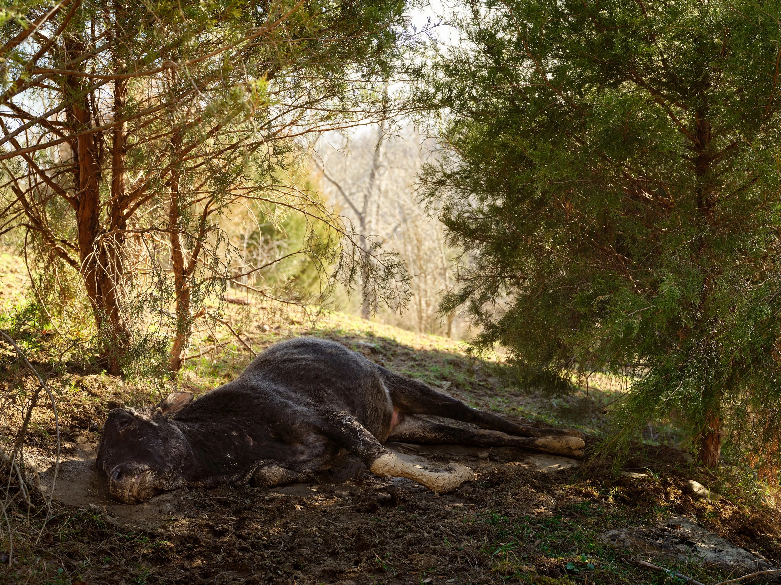 A black cow lying on the ground under trees in a forested area.