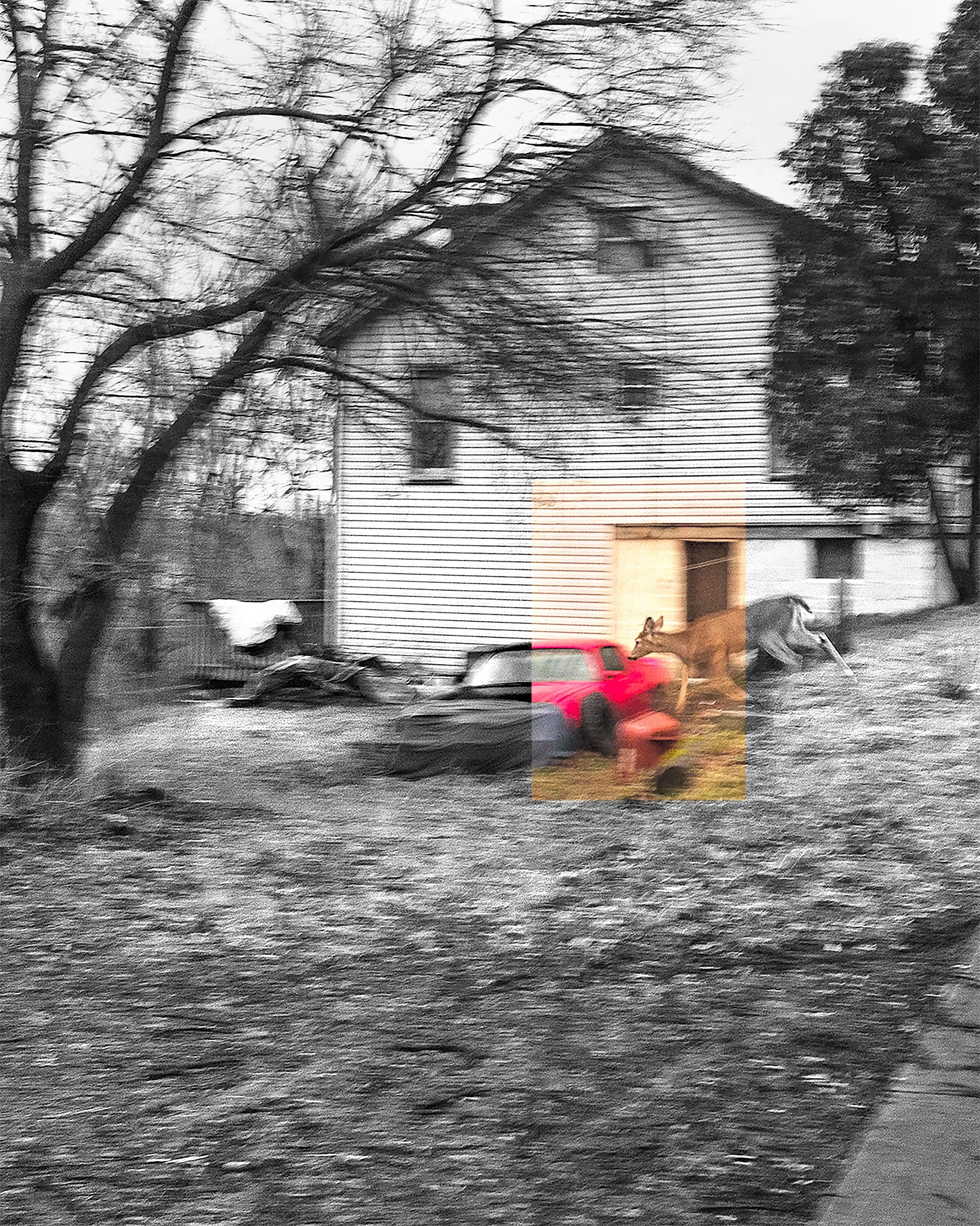 Black and white photo of a house with a large tree in front, dogs near a red truck parked on the lawn, and a dog house in the background.