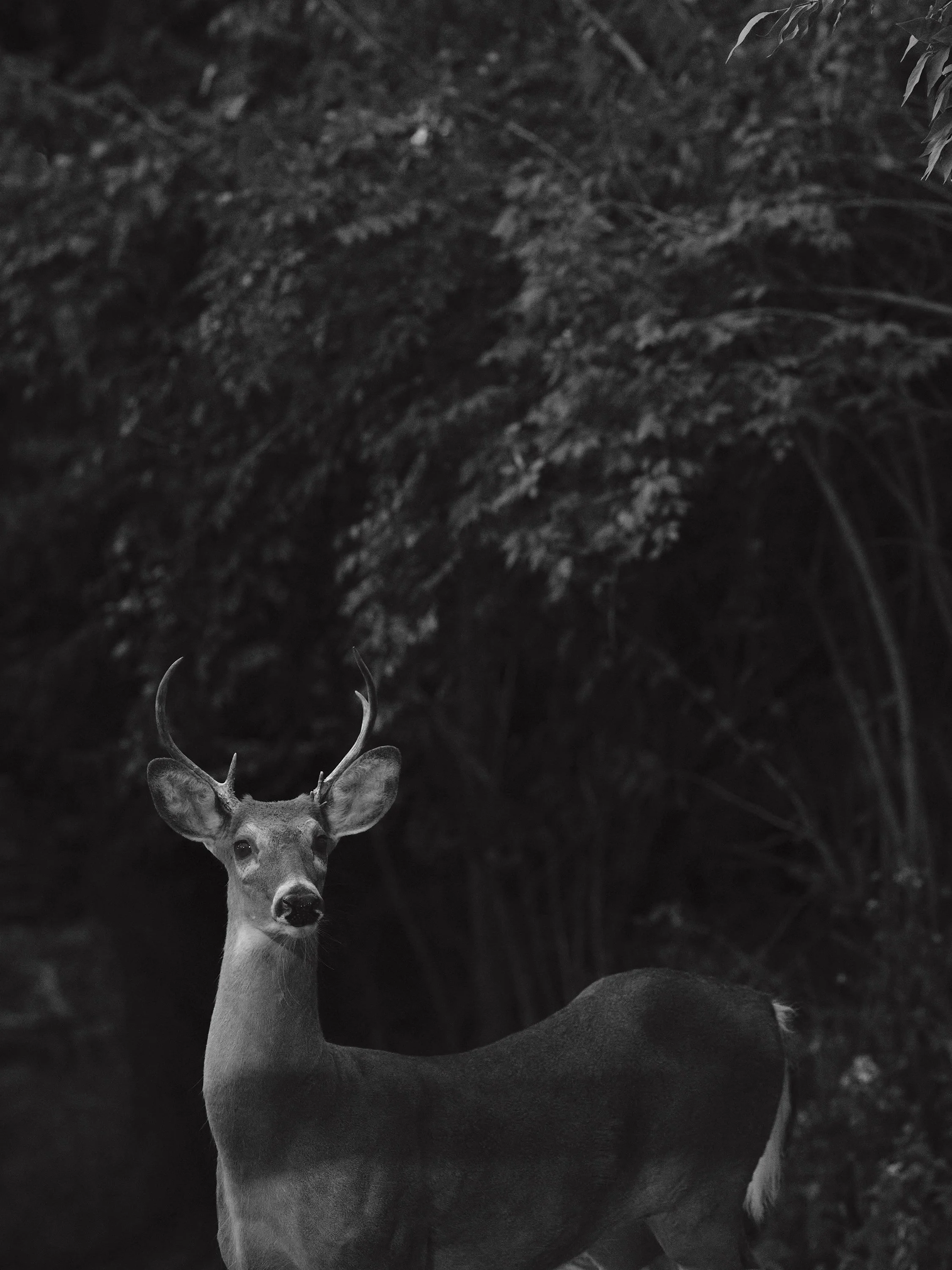 A deer with antlers standing in a dark forested area.