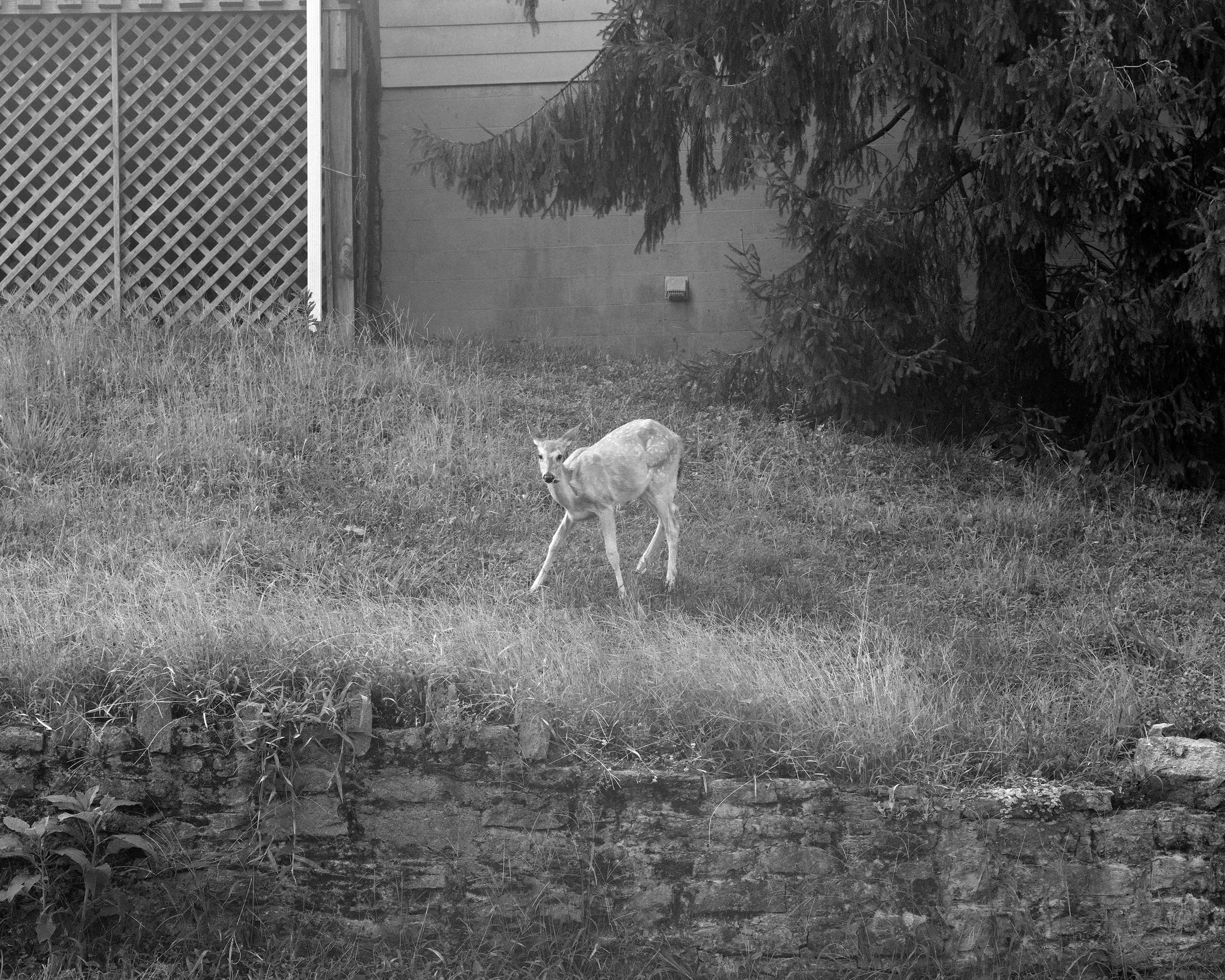 A deer standing on a grassy patch near a brick wall, with trees and a building in the background, in a black and white photograph.
