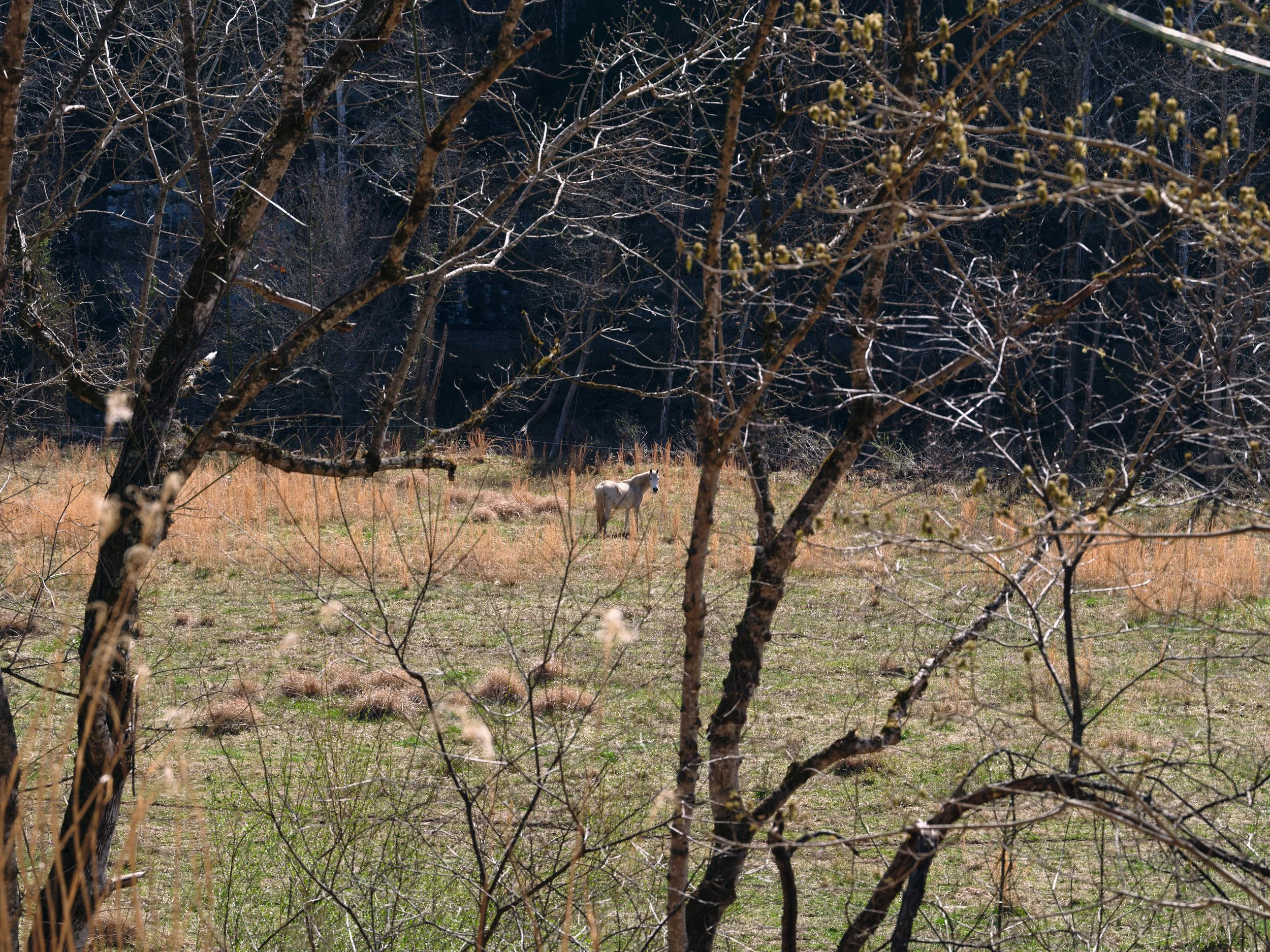 A white horse standing in a grassy field surrounded by trees with overhanging branches.
